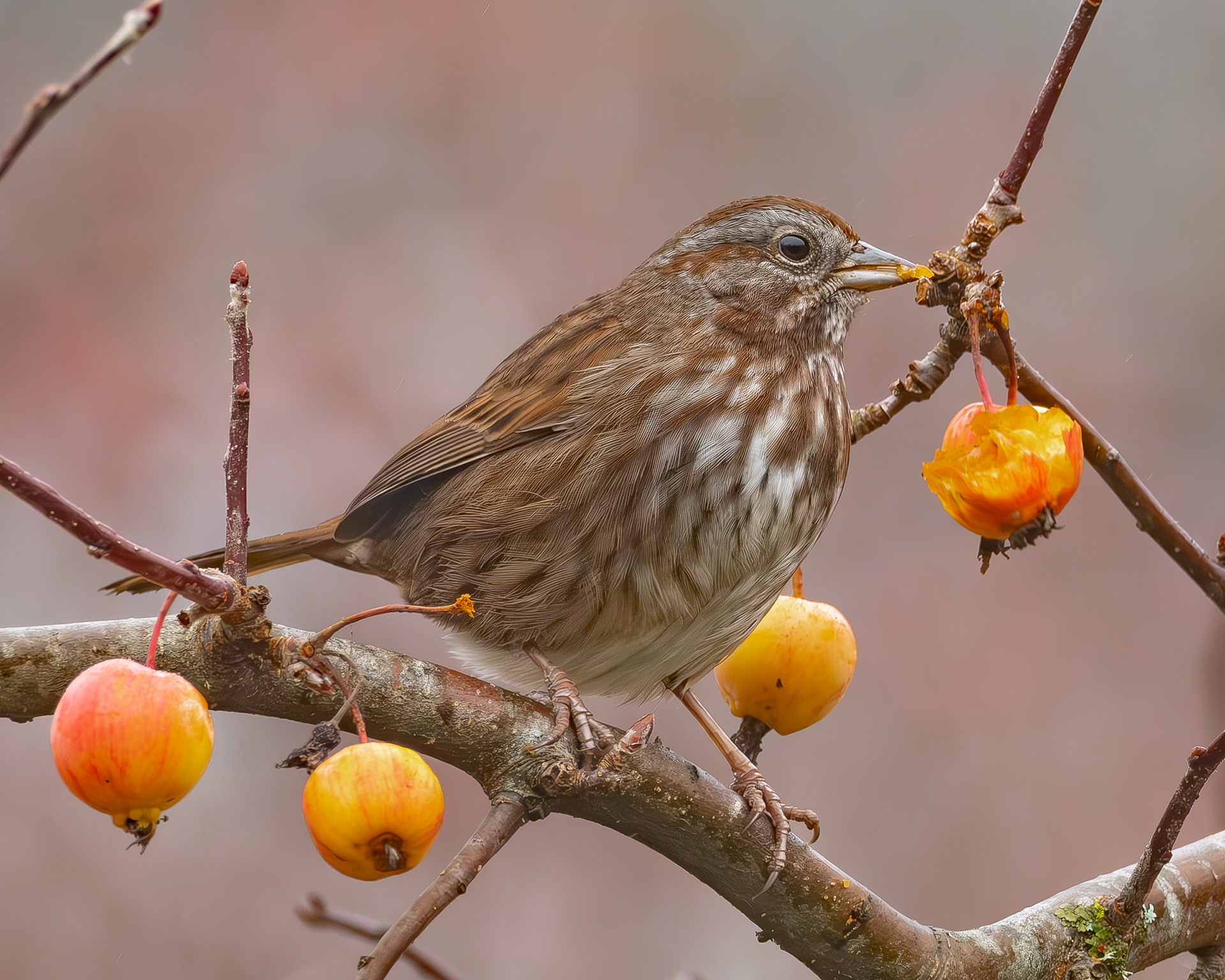 Song Sparrow, Kjargaard Road