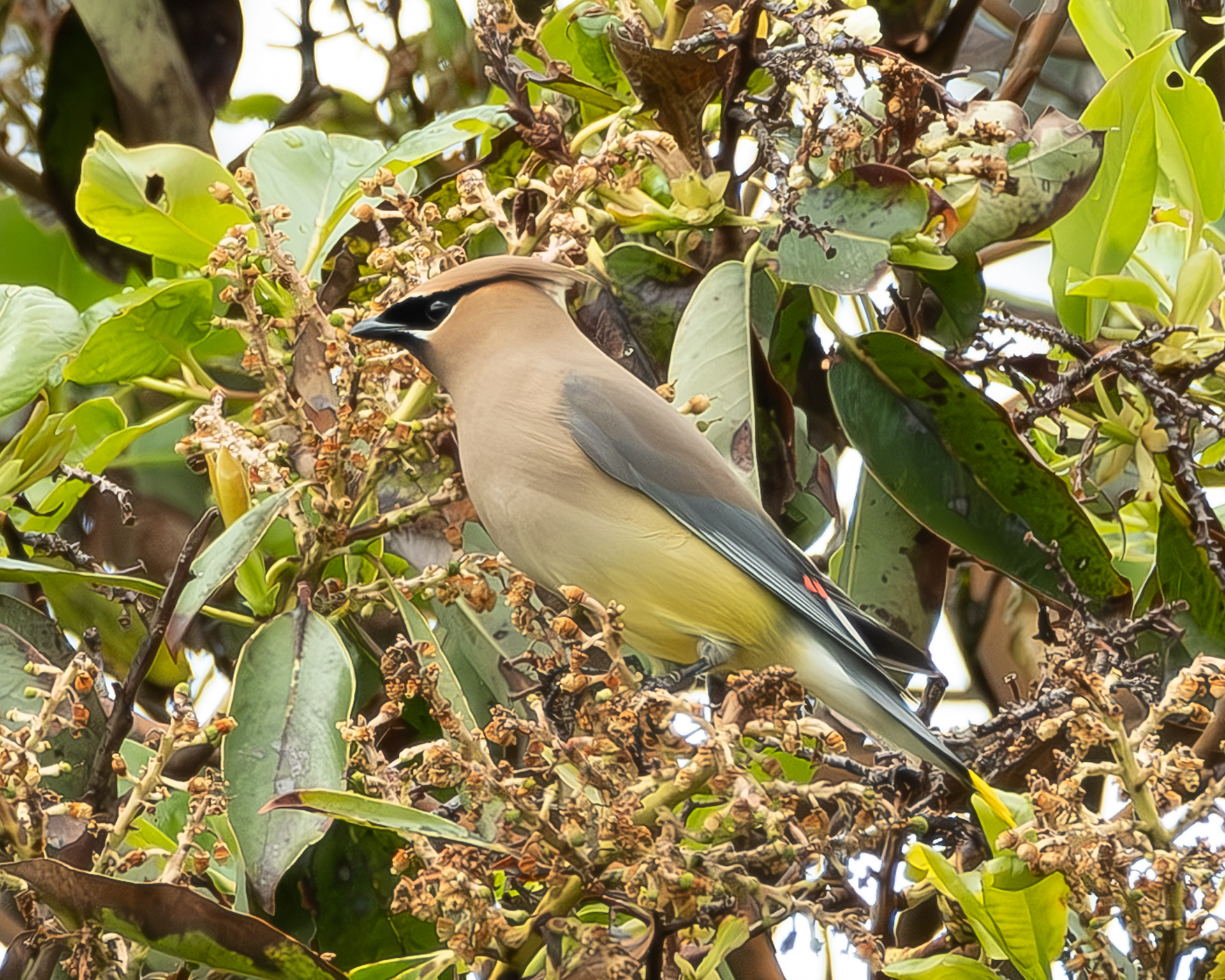 Cedar Waxwing, Richardson Marsh