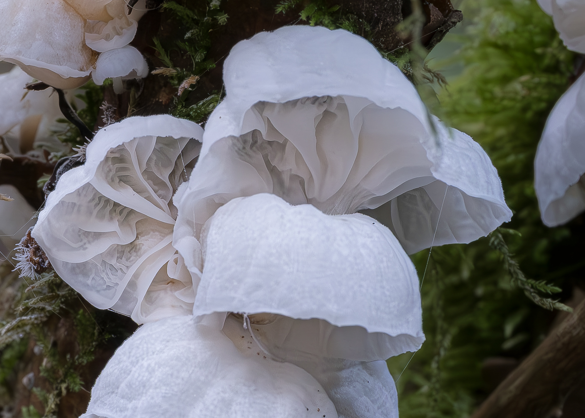 Fairy parachutes (Marasmiellus candidus), Richardson Marsh