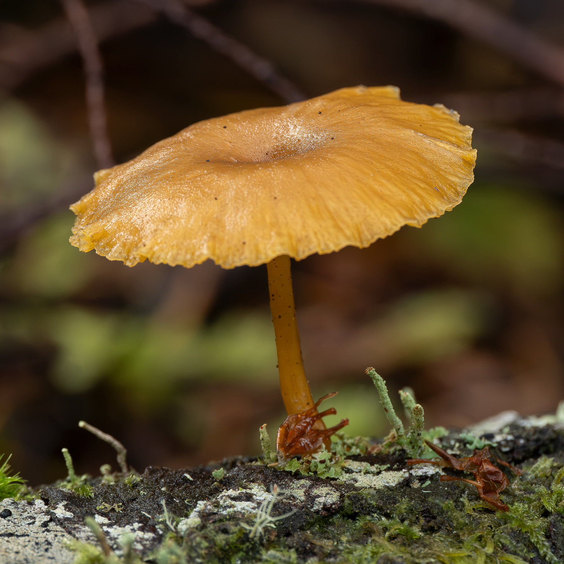 Golden navel (Chrysomphalina chrysophylla)