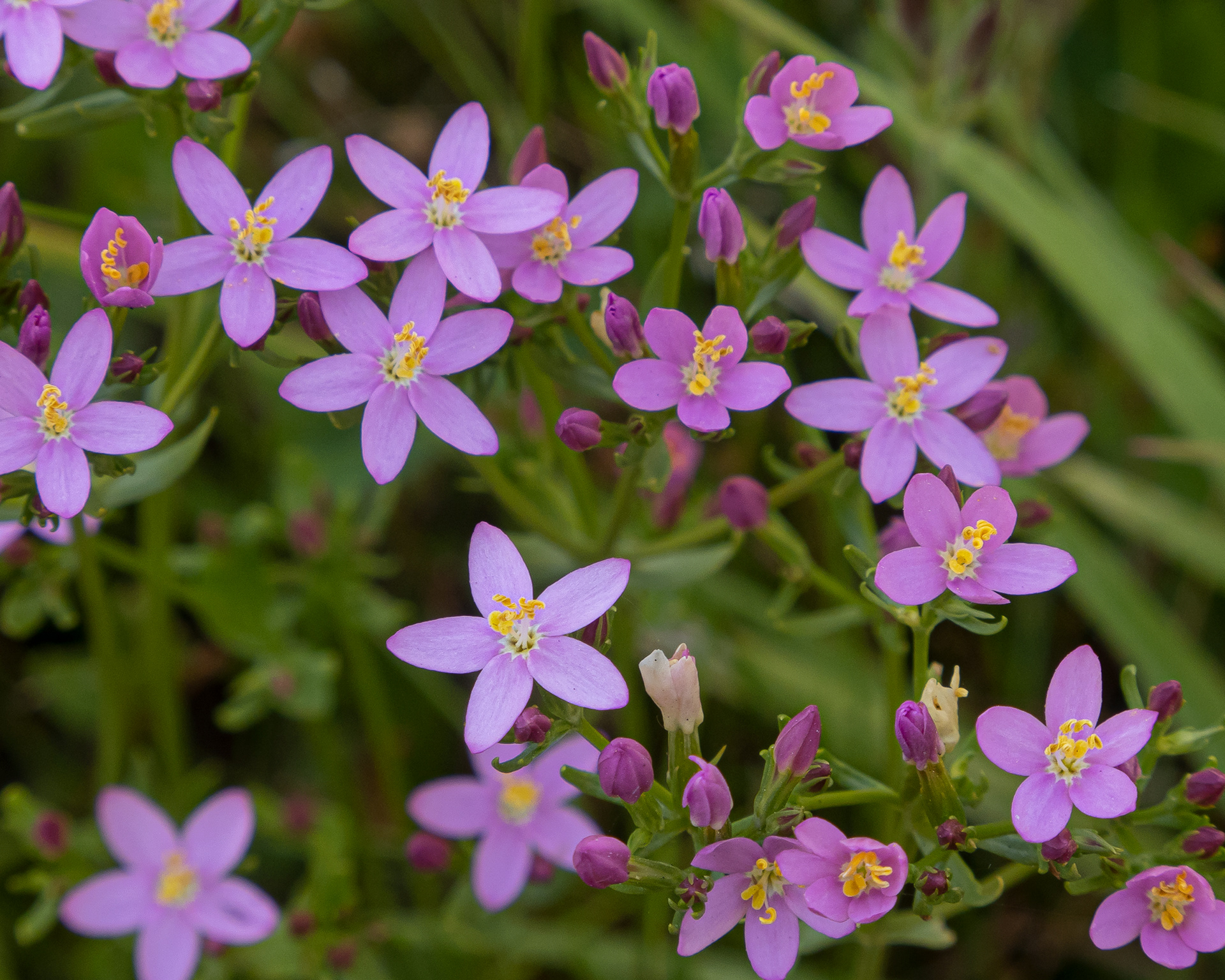 Common centaury (Centaurium erythraea), Richardson