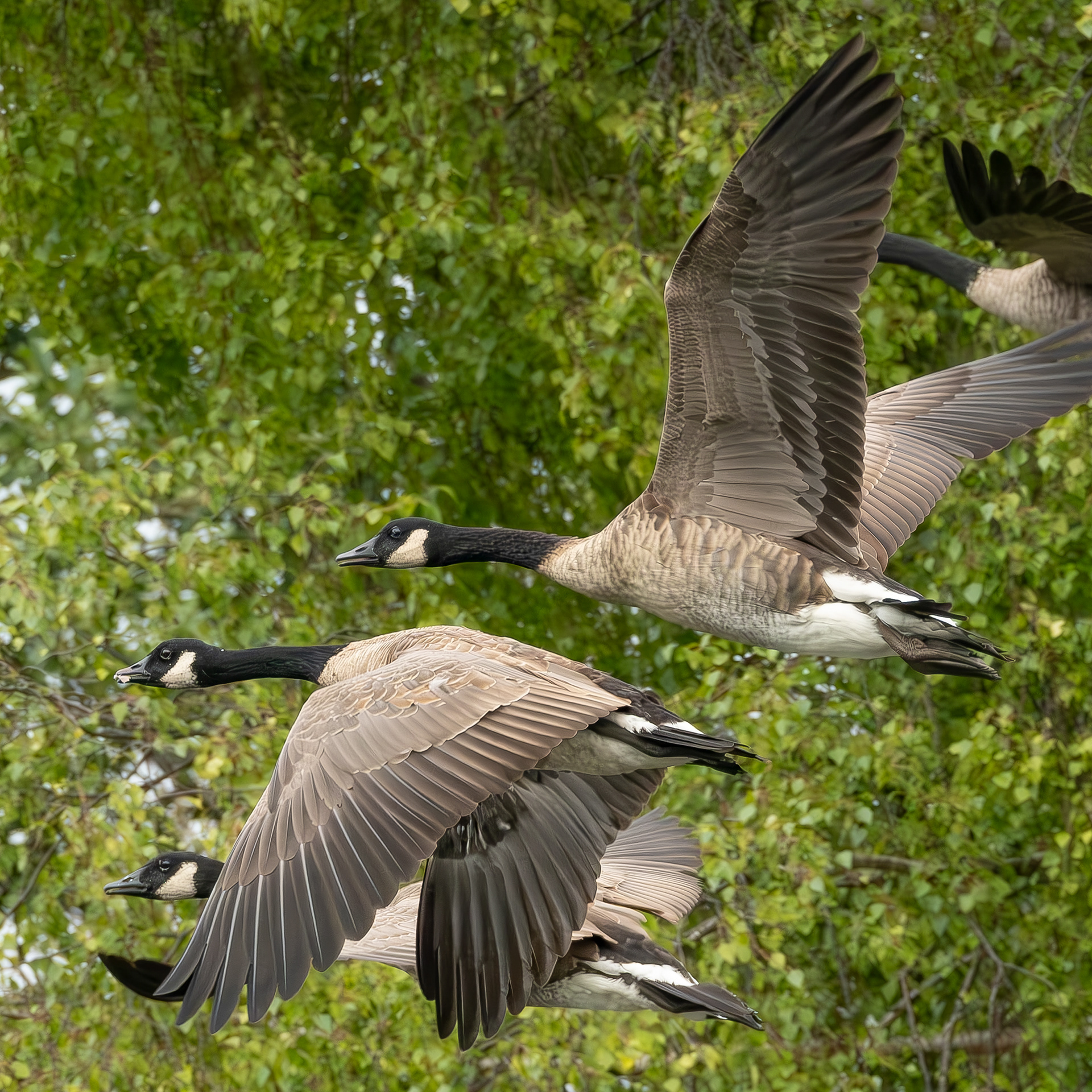Canada Geese, Kjargaard Road