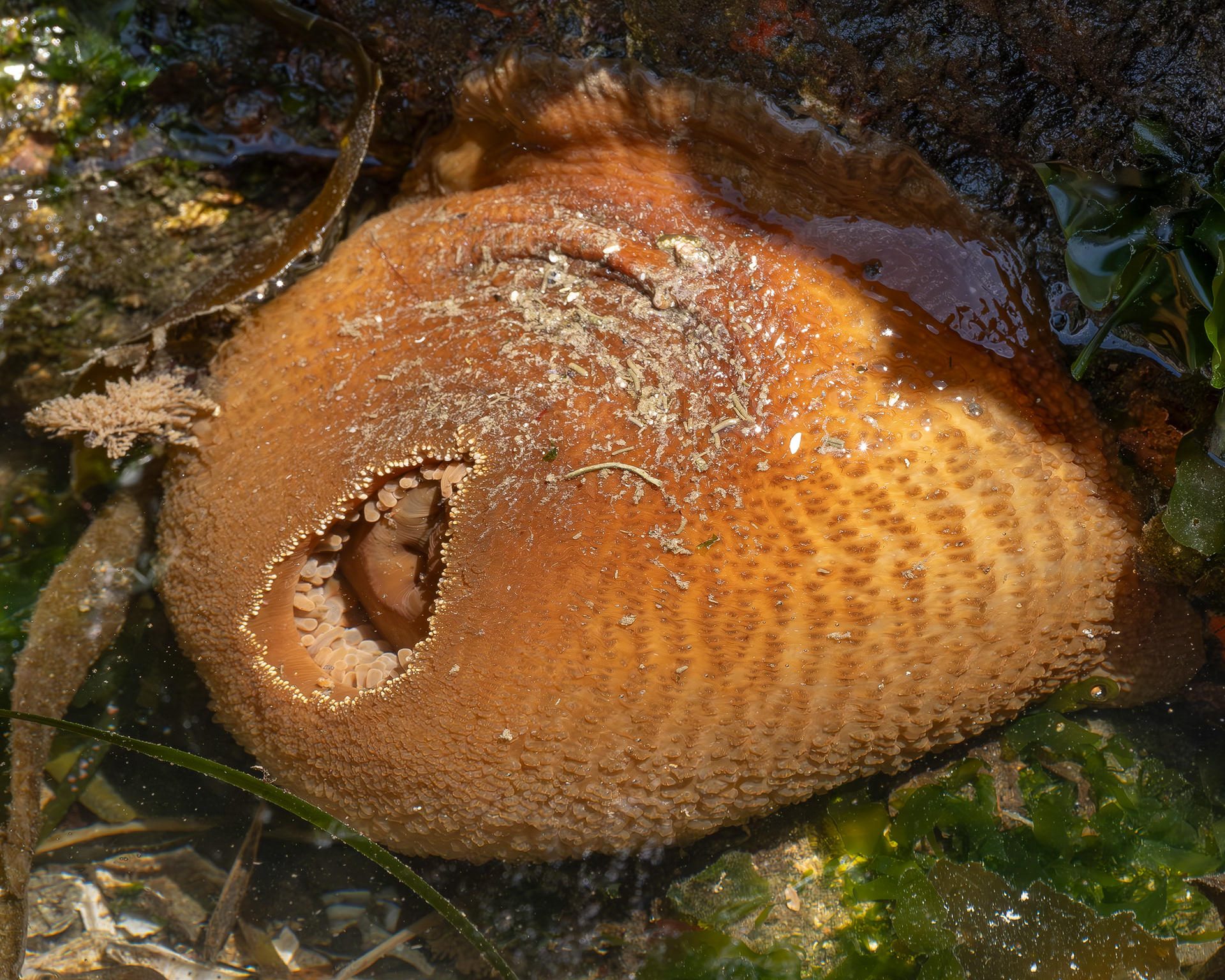 Painted Anenome, Iceberg Point
