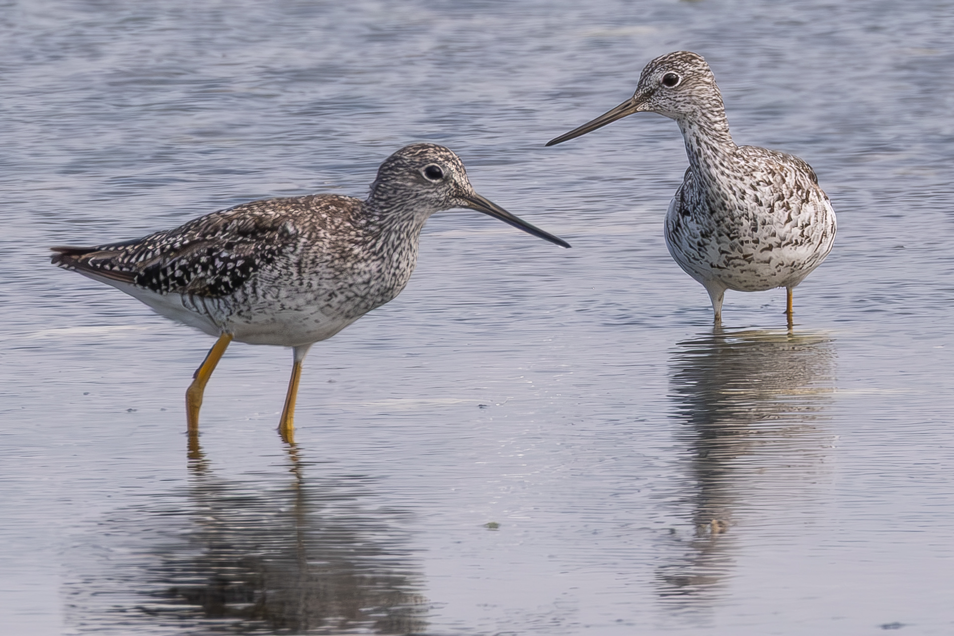 Greater Yellowlegs, Spencer Spit