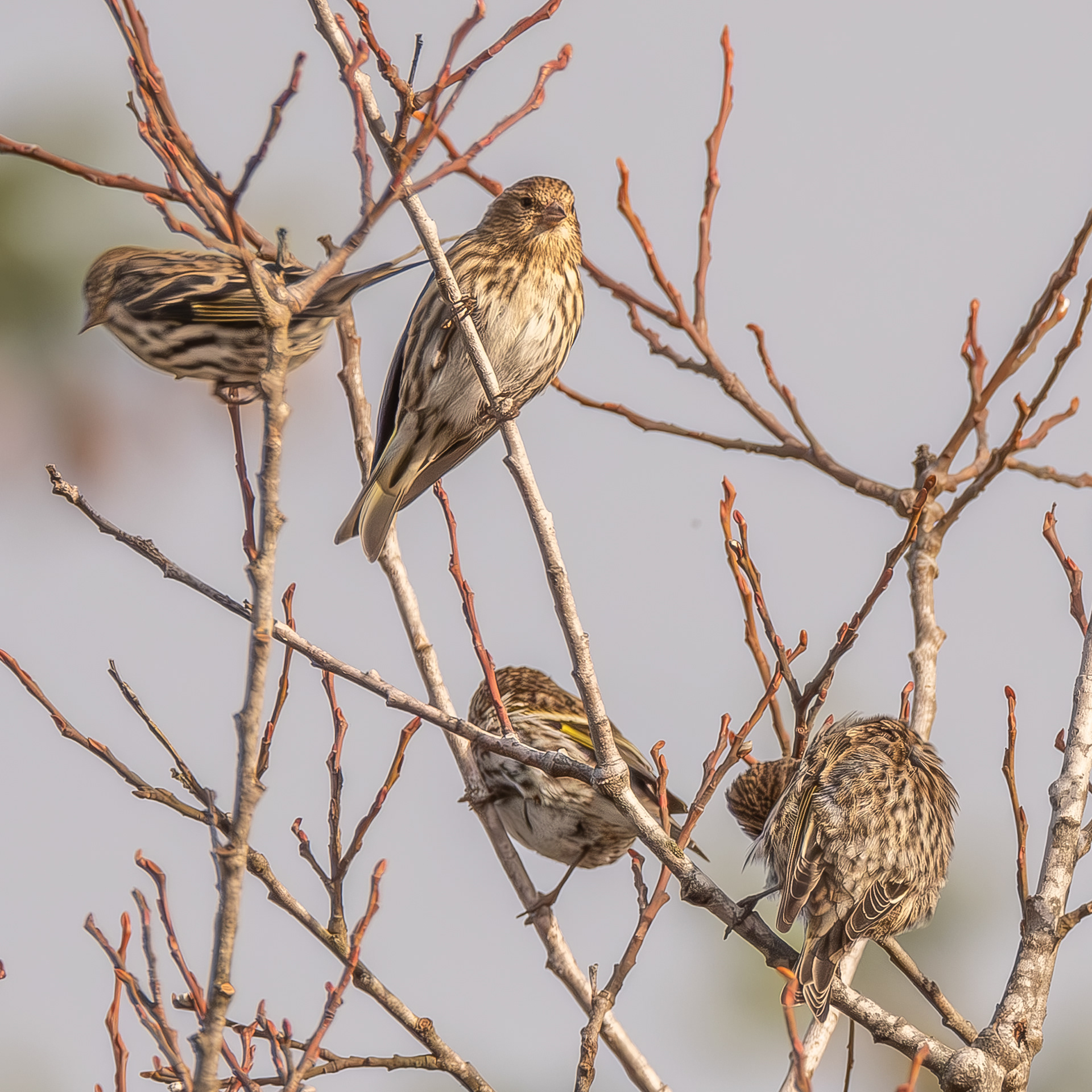Pine Siskins, Kjargaard Road