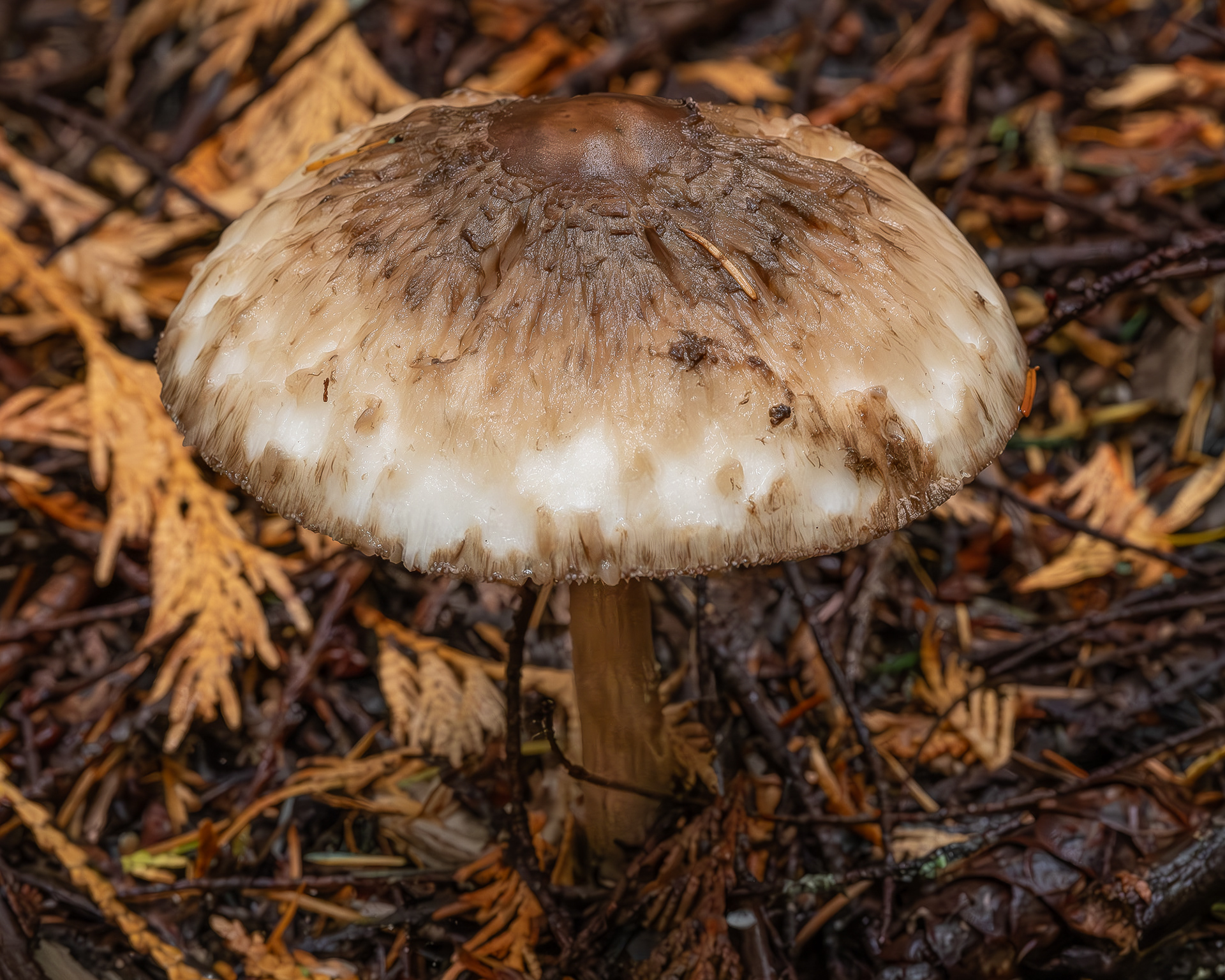 Olive shaggy parasol (Chlorophyllum oliveri), Hummel Lake Preserve