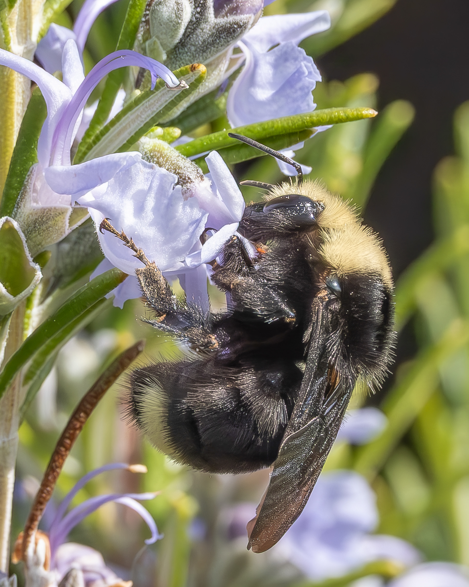 Yellow-faced bumble bee (Bombus vosnesenskii), Kjargaard Road