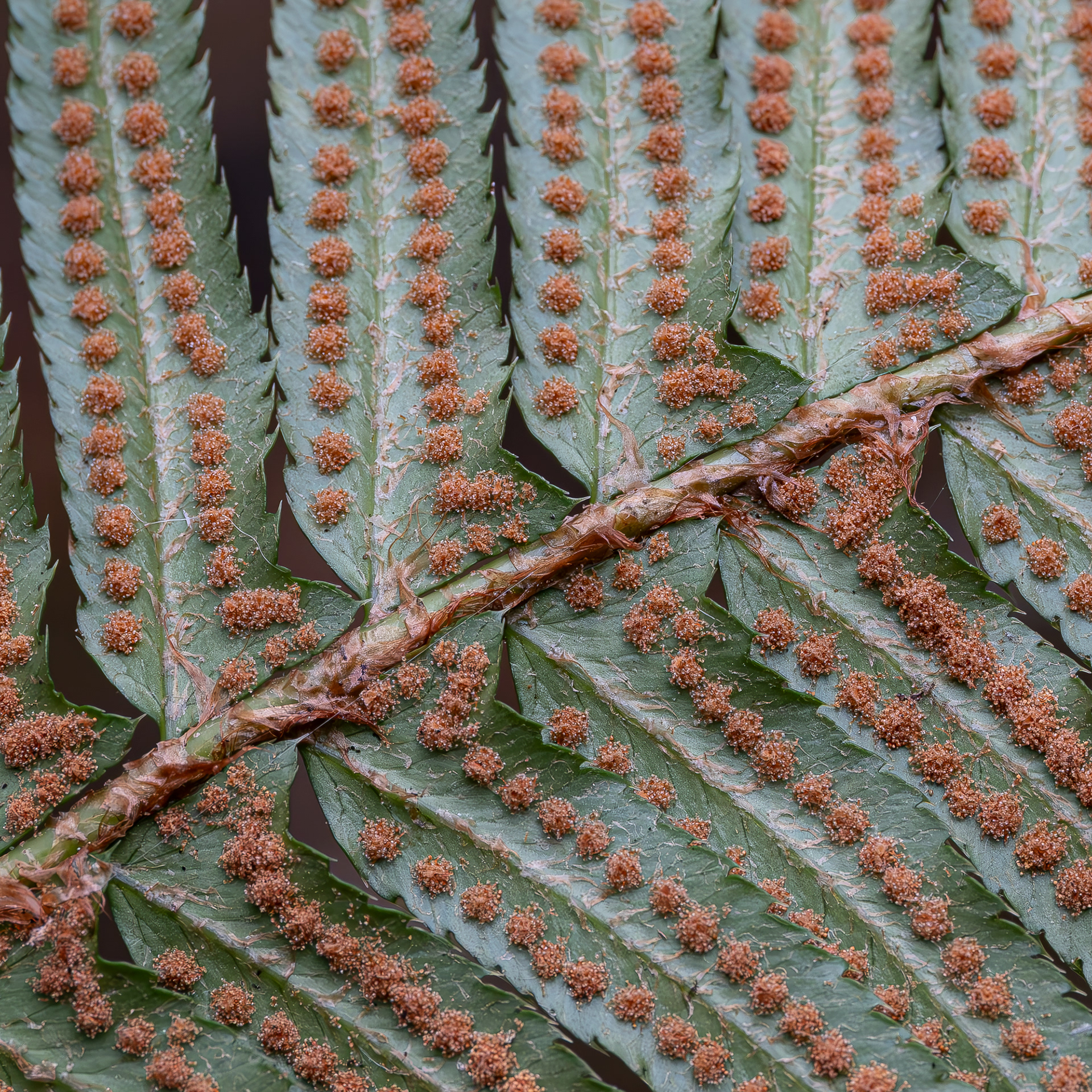 Sword Fern spores, Watmough