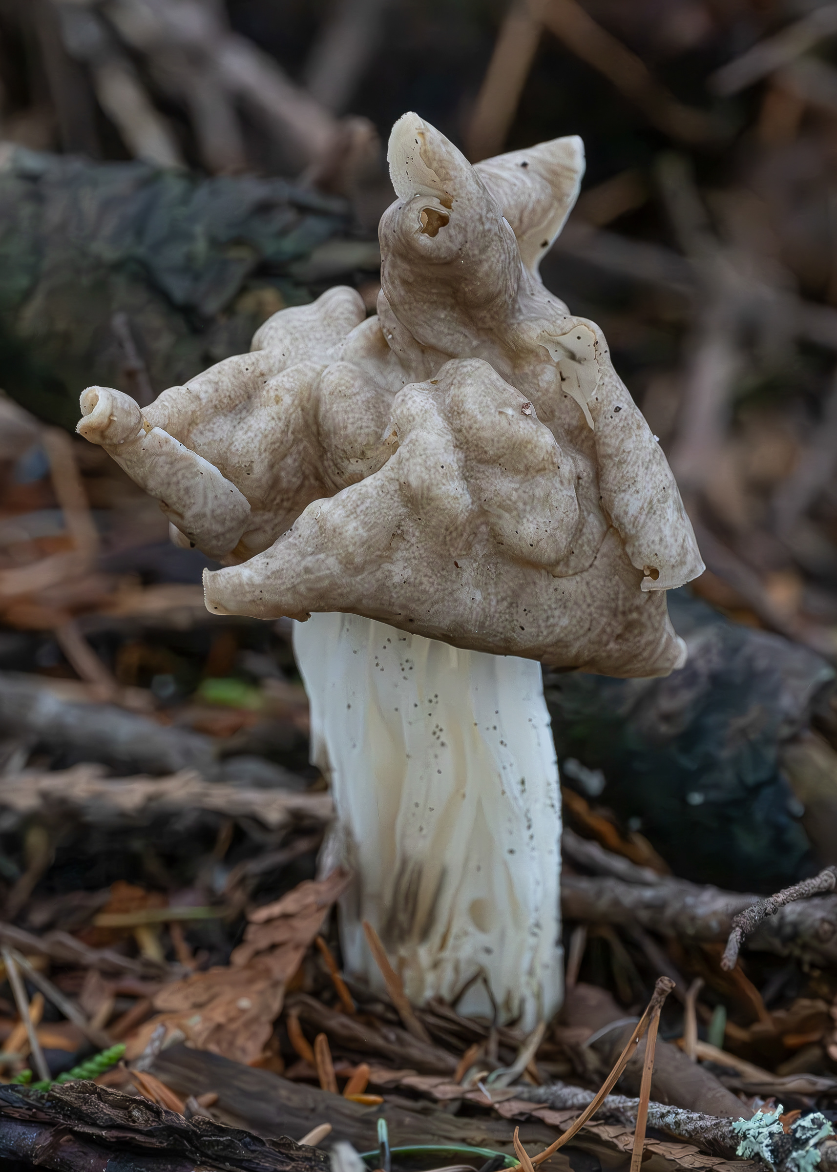 Fluted brown elfinsaddle (Helvella maculata), Lopez Hill