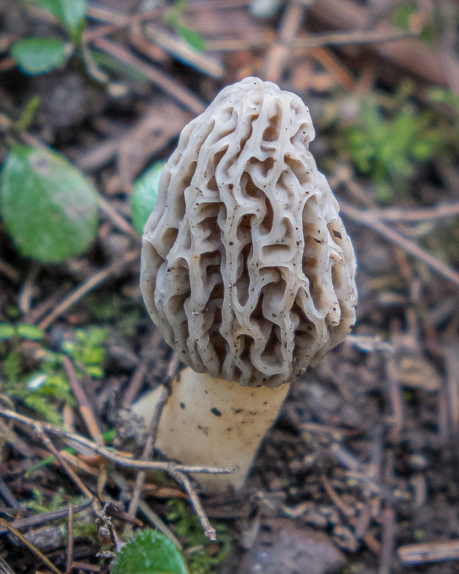 Mountain blond morel (Marcella Tridentina), Point Colville