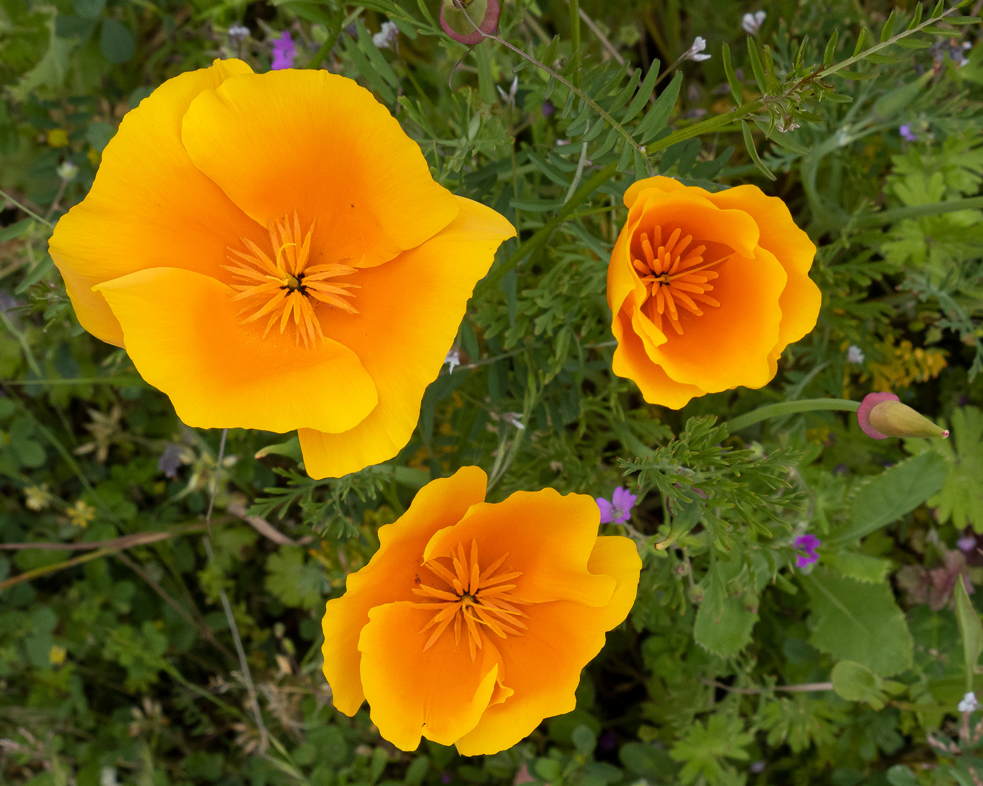 California poppy (Eschscholzia Californica), Richardson