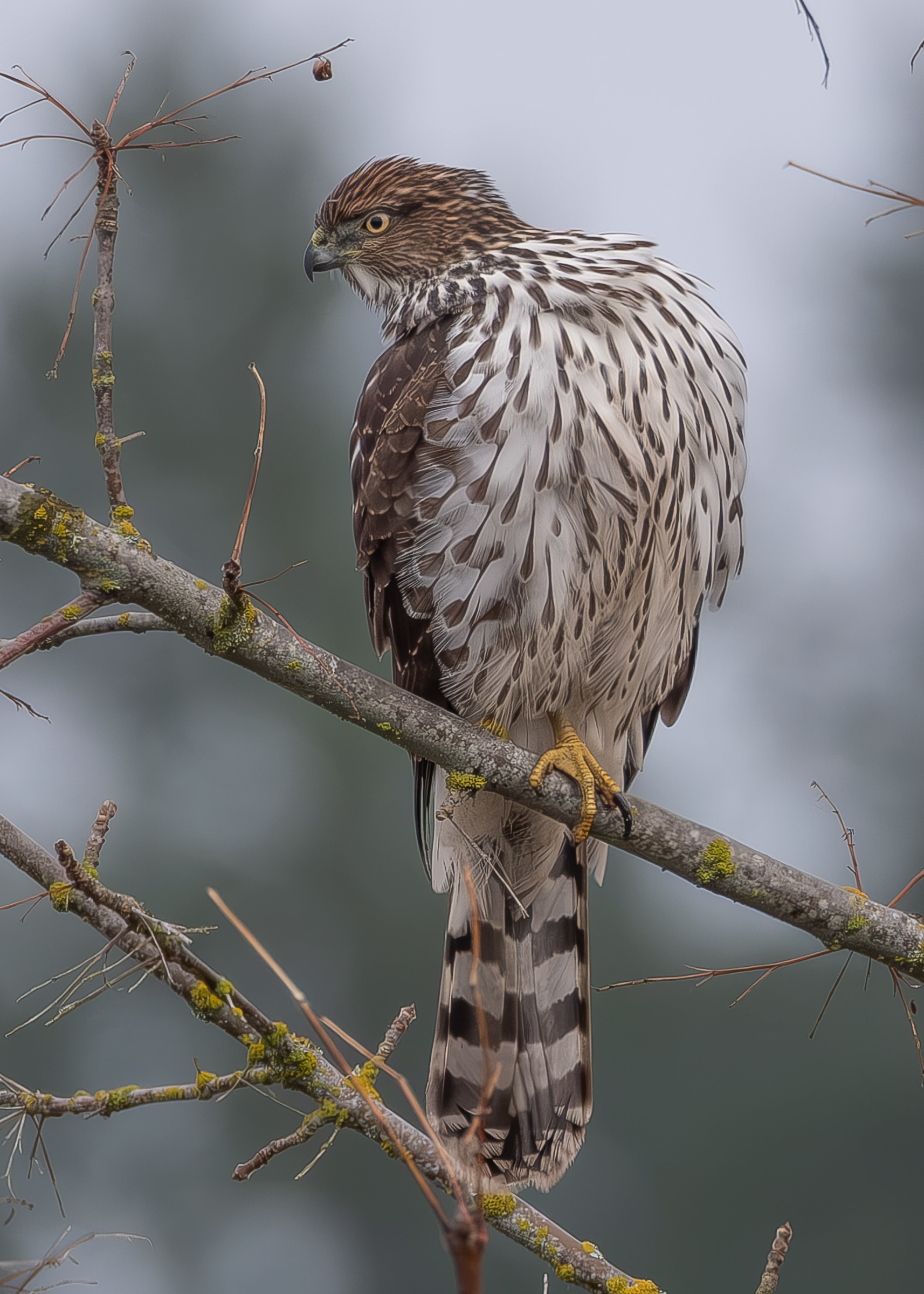 Cooper's Hawk, Weeks Wetland Preserve