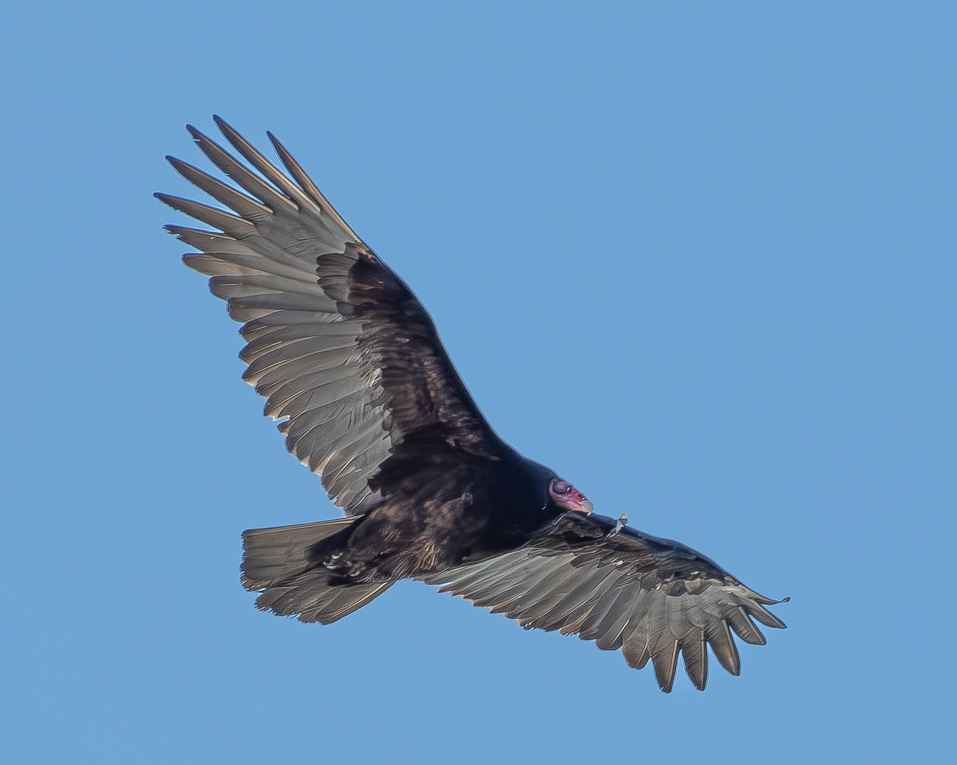 Turkey Vulture, Weeks Wetland Preserve