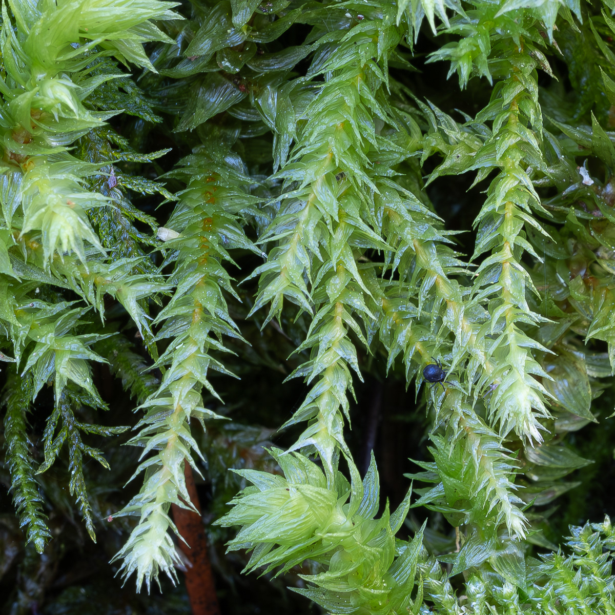 Rough Goose Neck Moss (Hylocomiadelphus triquetrus), Point Colville