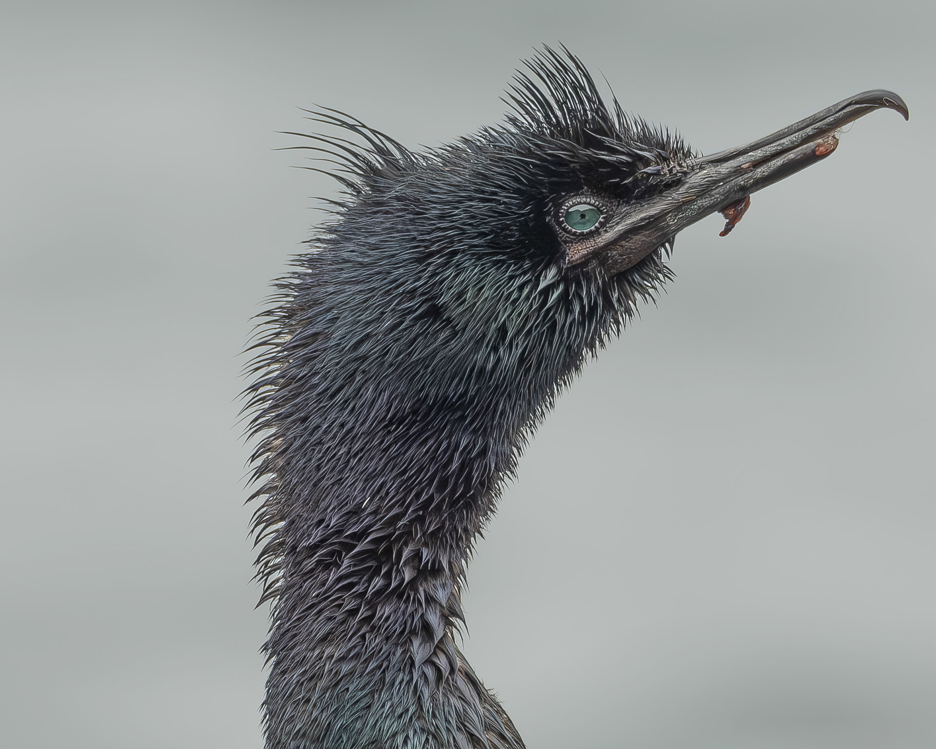 Pelagic Cormorant, Point Colville