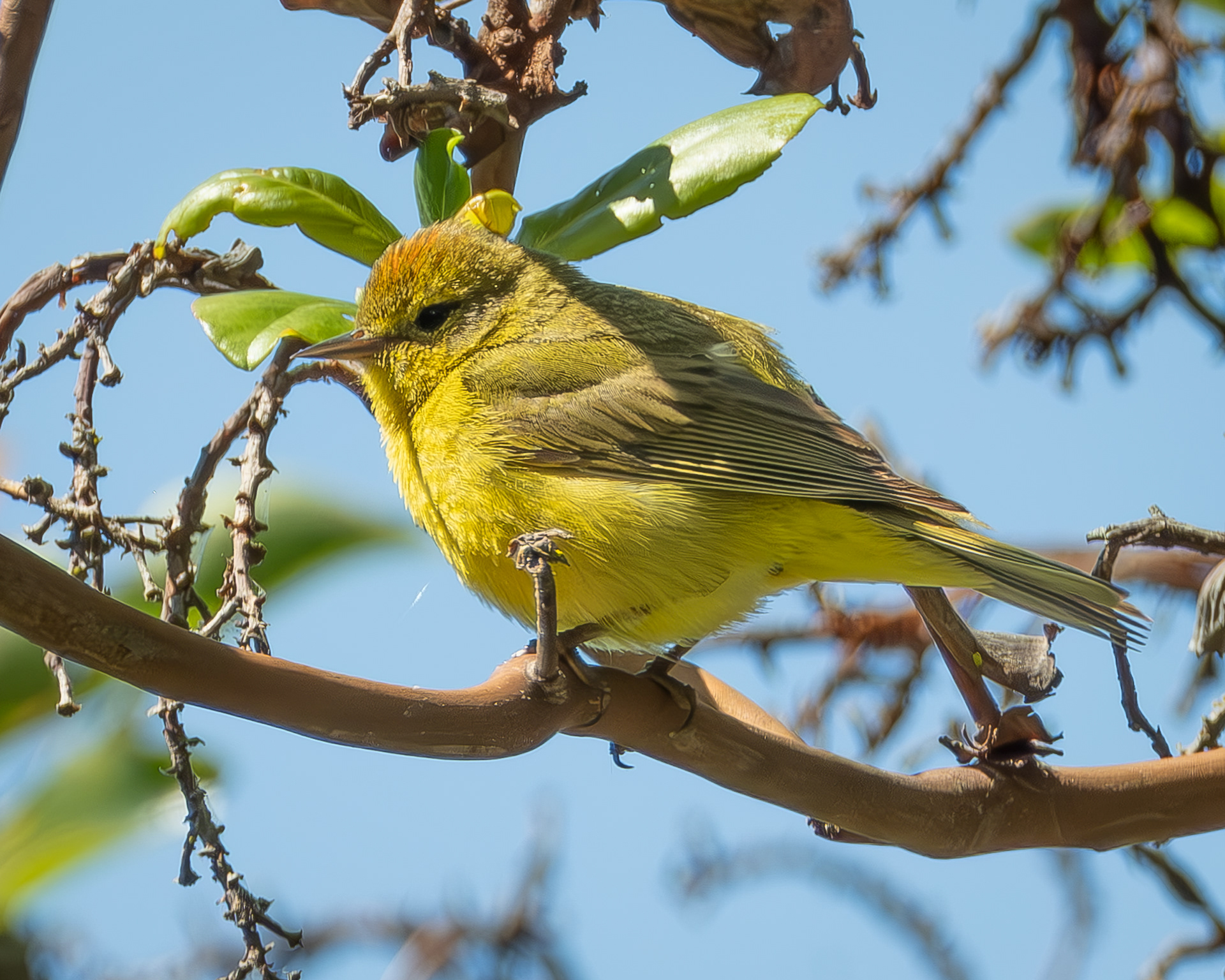 Orange-crowned Warbler, Richardson Marsh