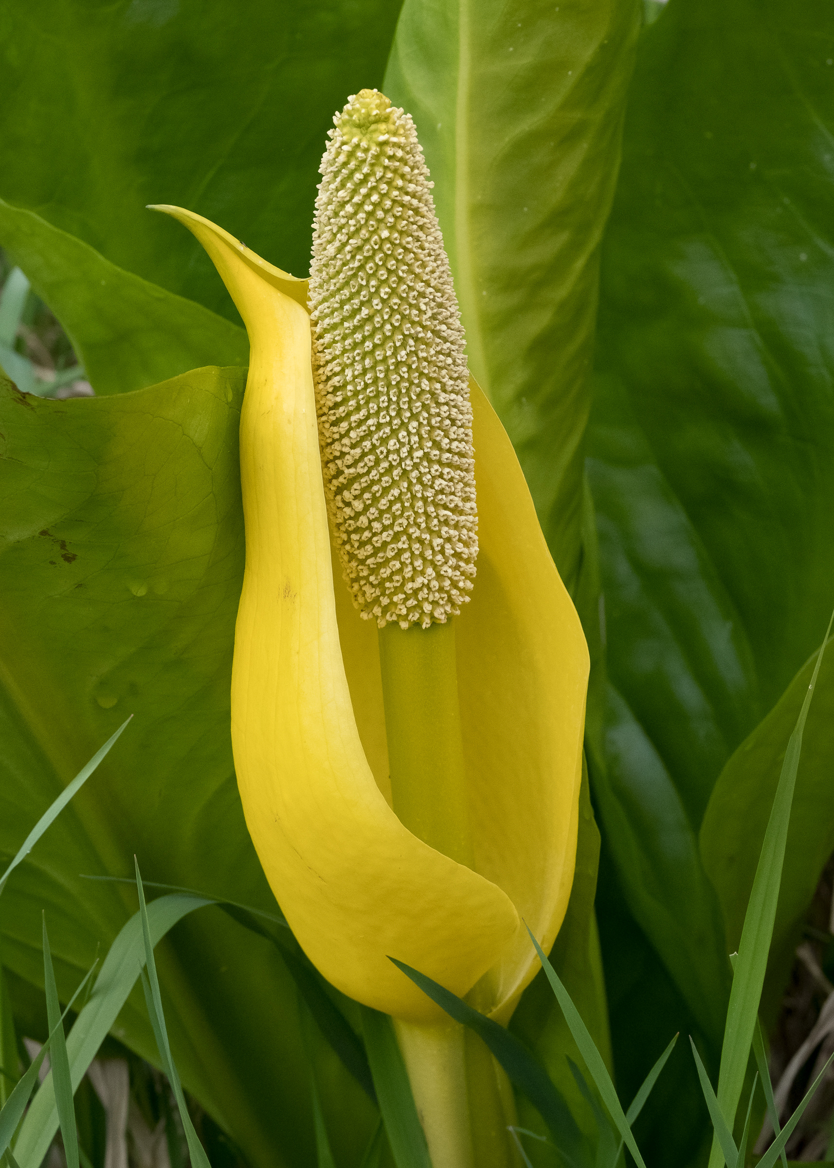 Skunk cabbage (Lysichiton americanum), Richardson