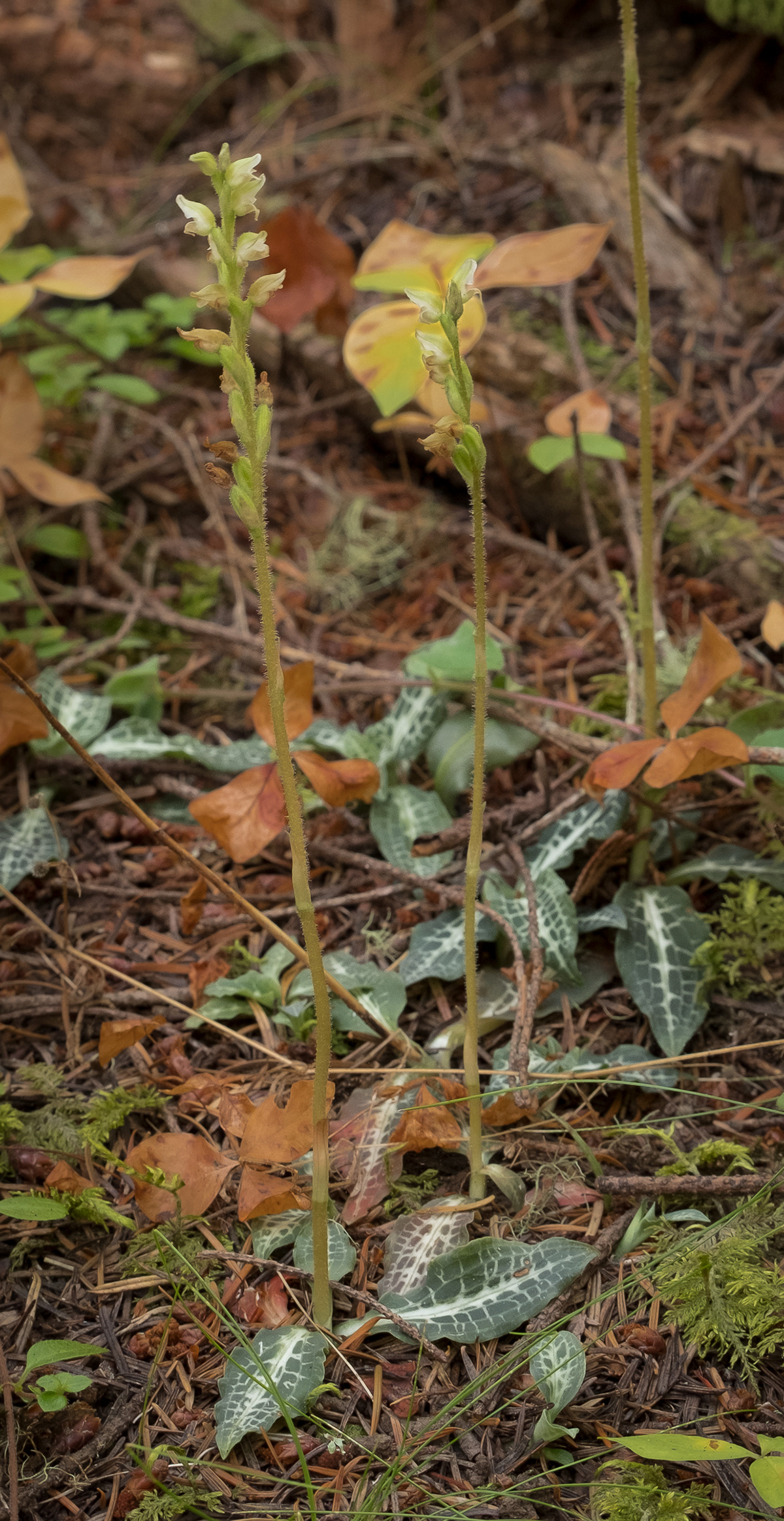 Rattlesnake-plantain (Goodyera oblongifolia) Point Colville