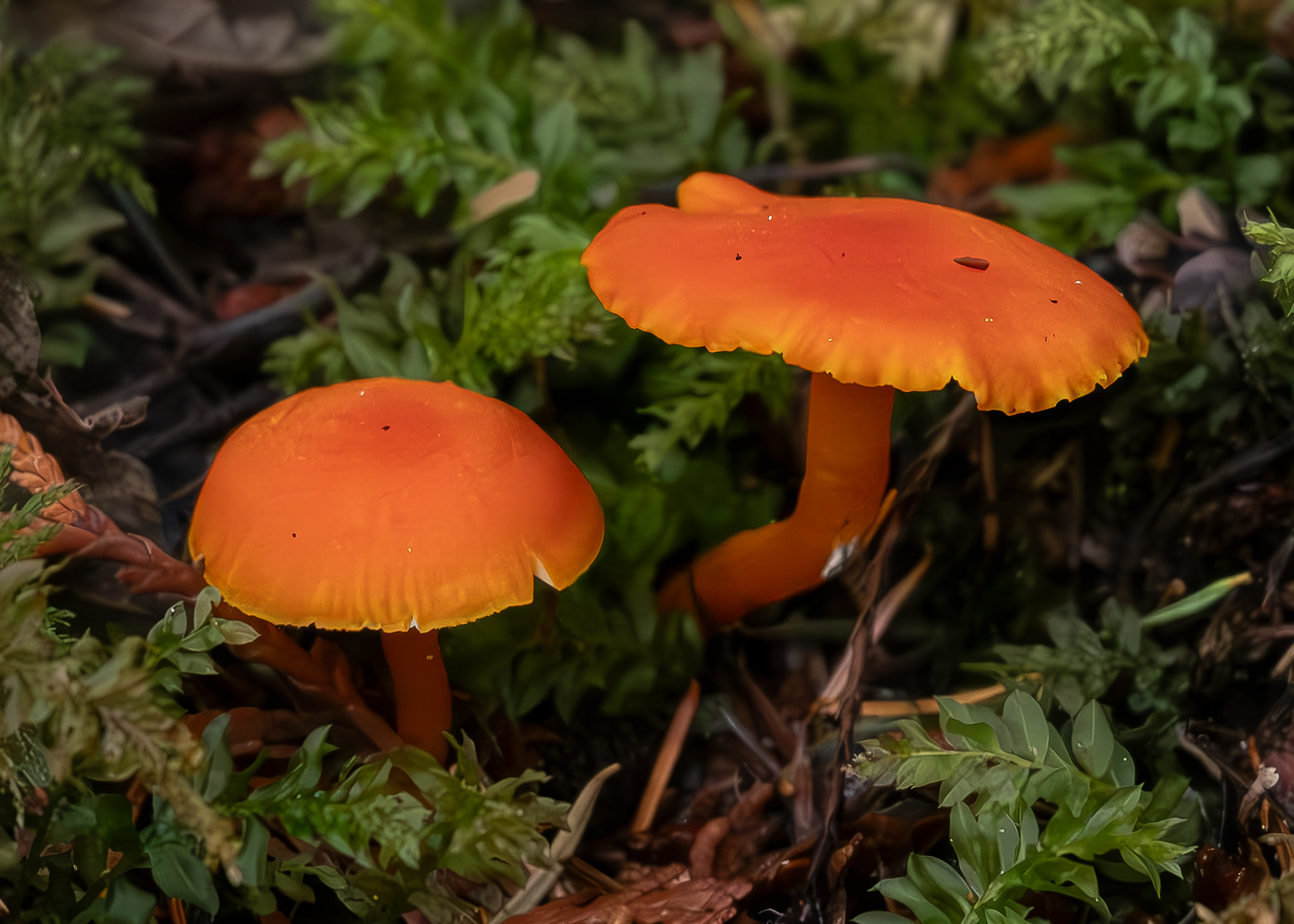 Vermilion waxcap (Hygrocybe miniata), Lopez Hill