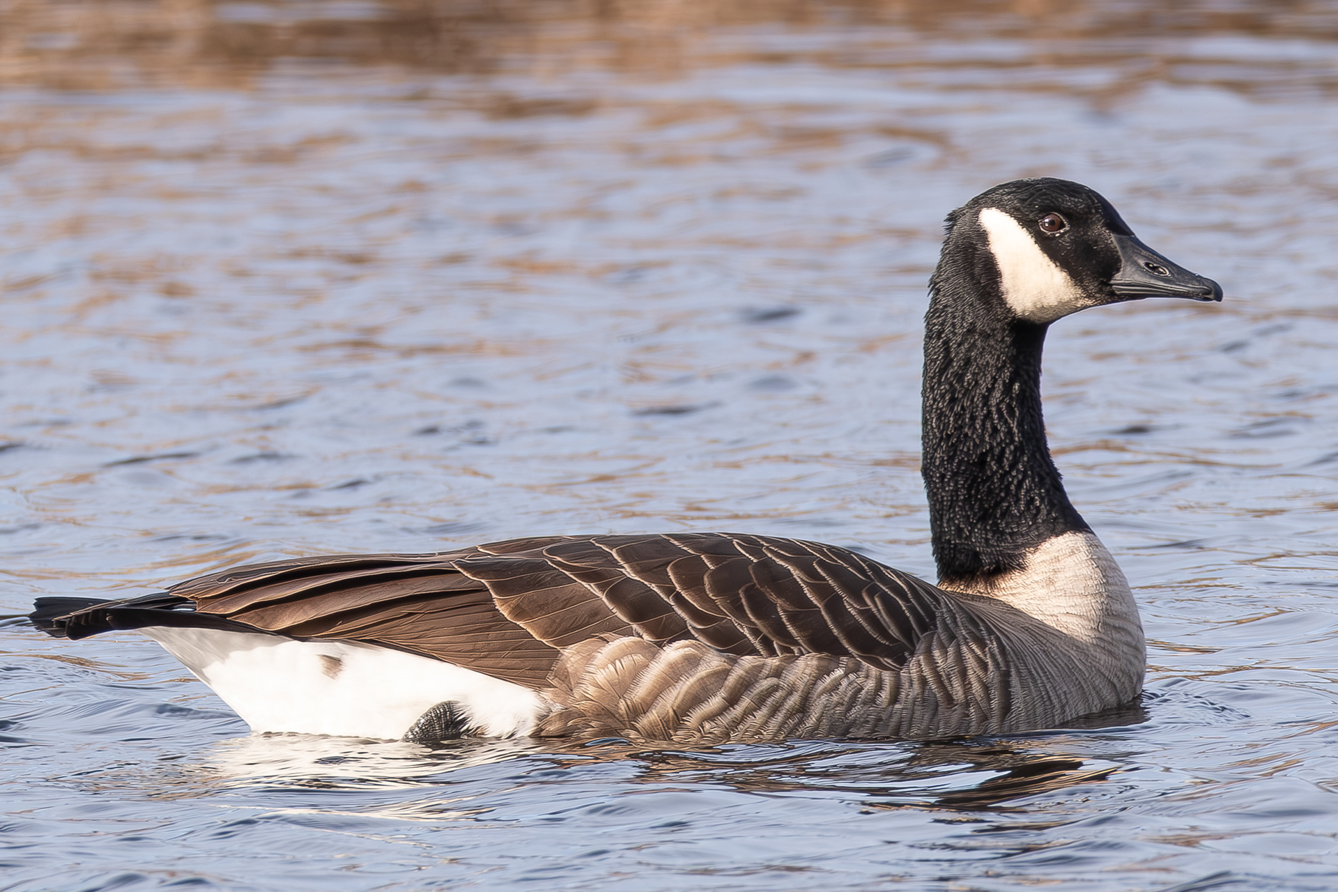 Canada Goose, Chadwick Pond