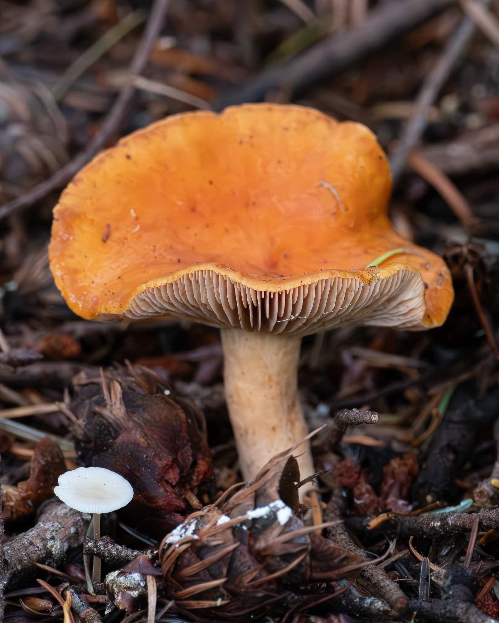 Mik-cap (Lactarius subviscidus), Point Colville