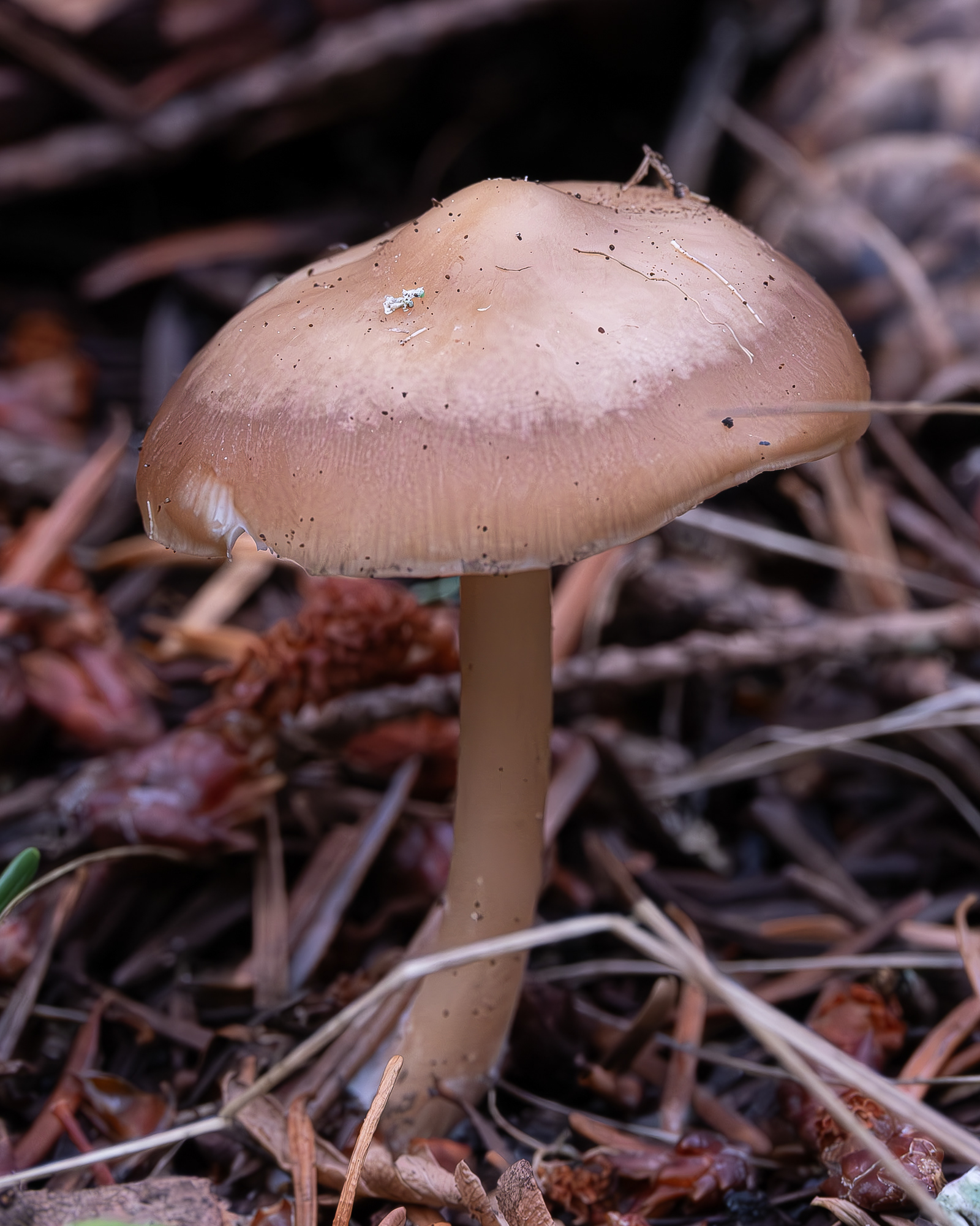 Wavy cap (Psilocybe cyanescens)?, Point Colville