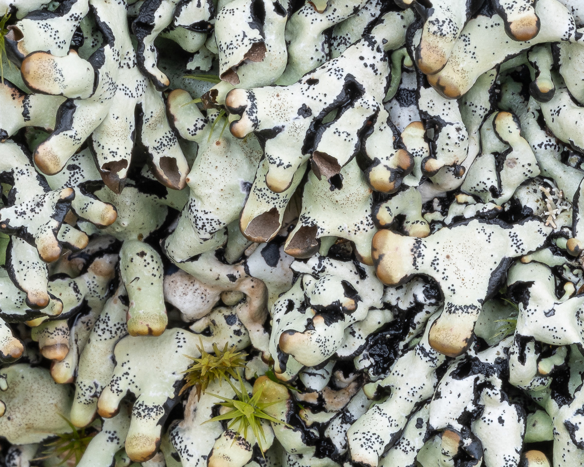 Budding Tube Lichen (Hypogymnia enteromorpha) (detail), Point Colville