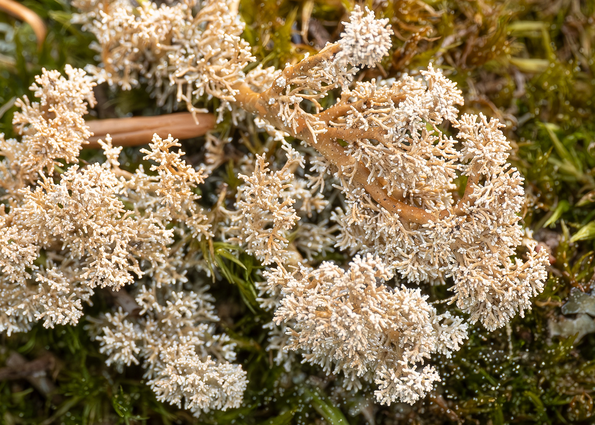 Globe Ball Lichen (Sphaerophorus globosus), Richardson