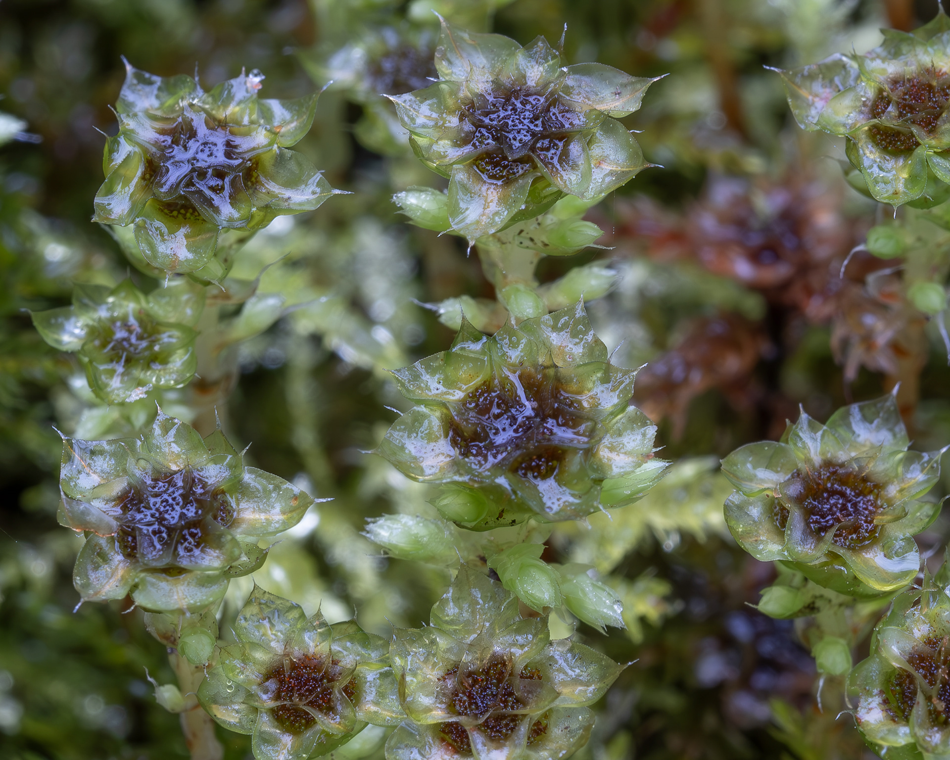 Menzie's Tree Moss, (Leucolepis acanthoneura), Hummel Lake Preserve