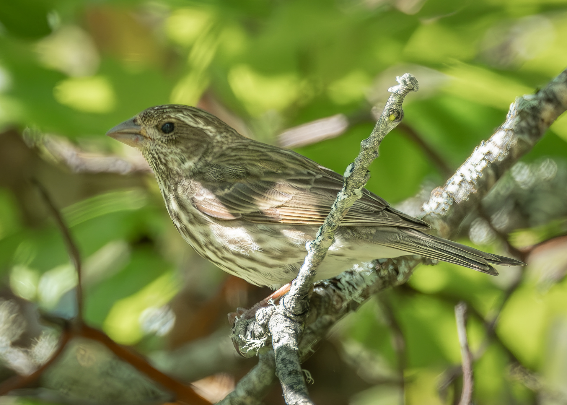 Female Purple Finch, Richardson Marsh