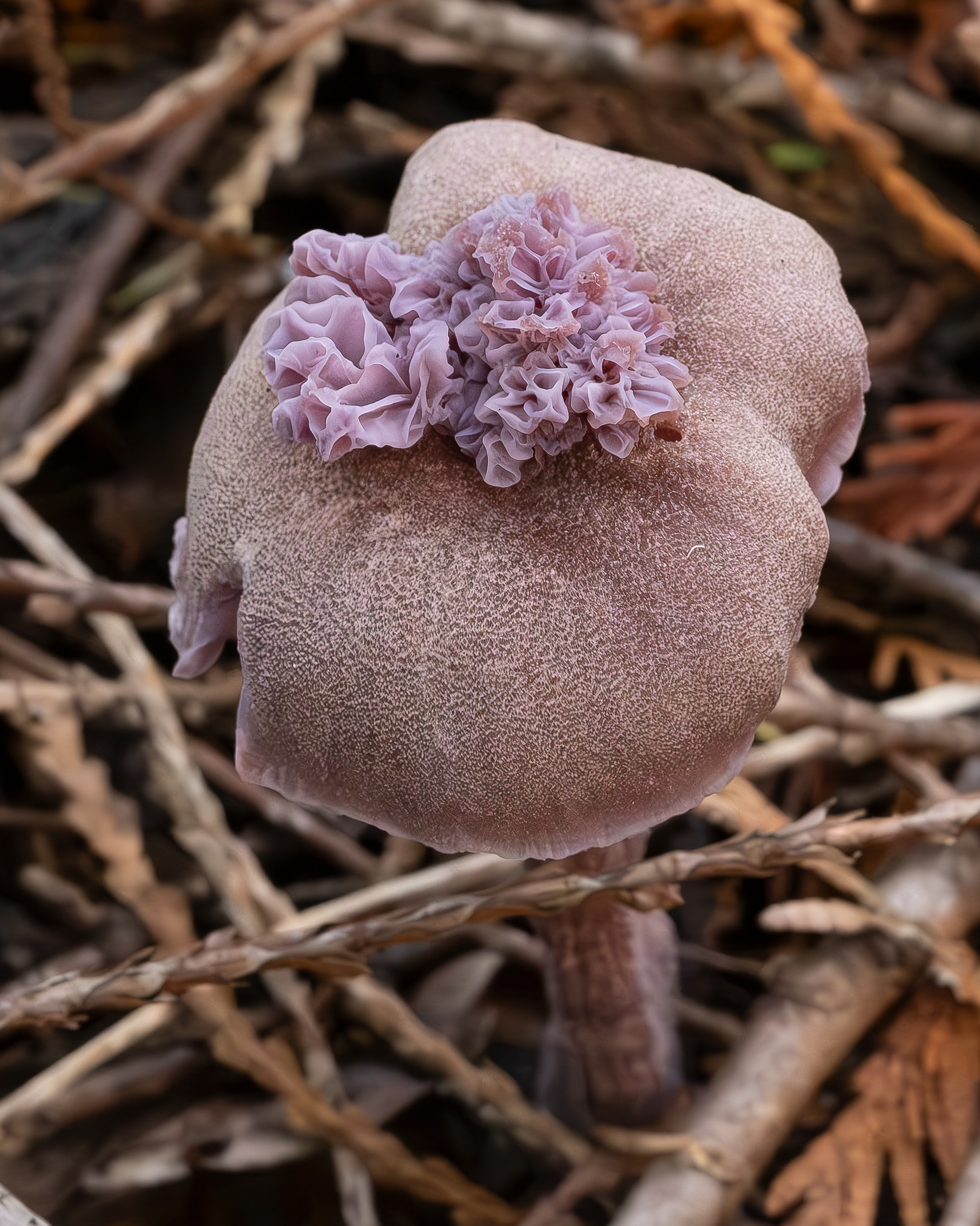 Western amethyst laccaria with Rosecomb mutation, Lopez Hill