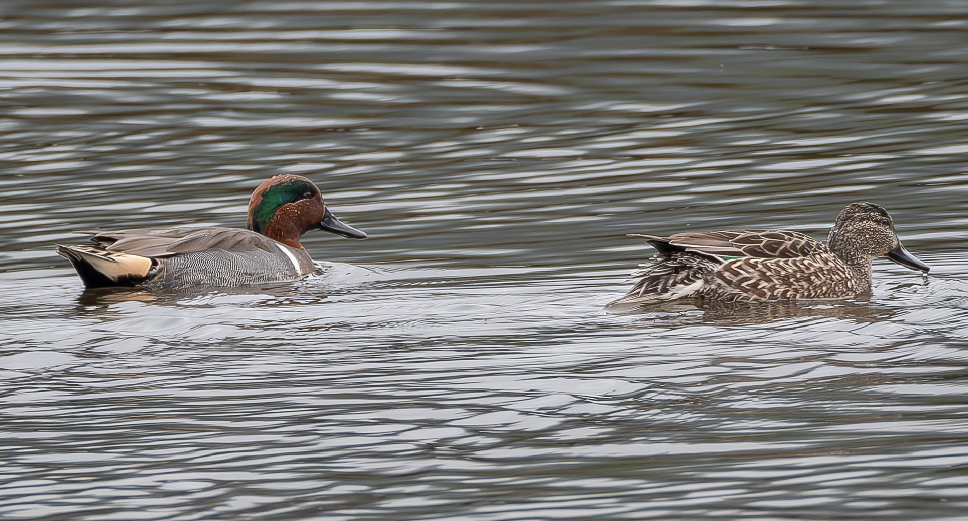 Green-winged Teals, Weeks Wetland Preserve