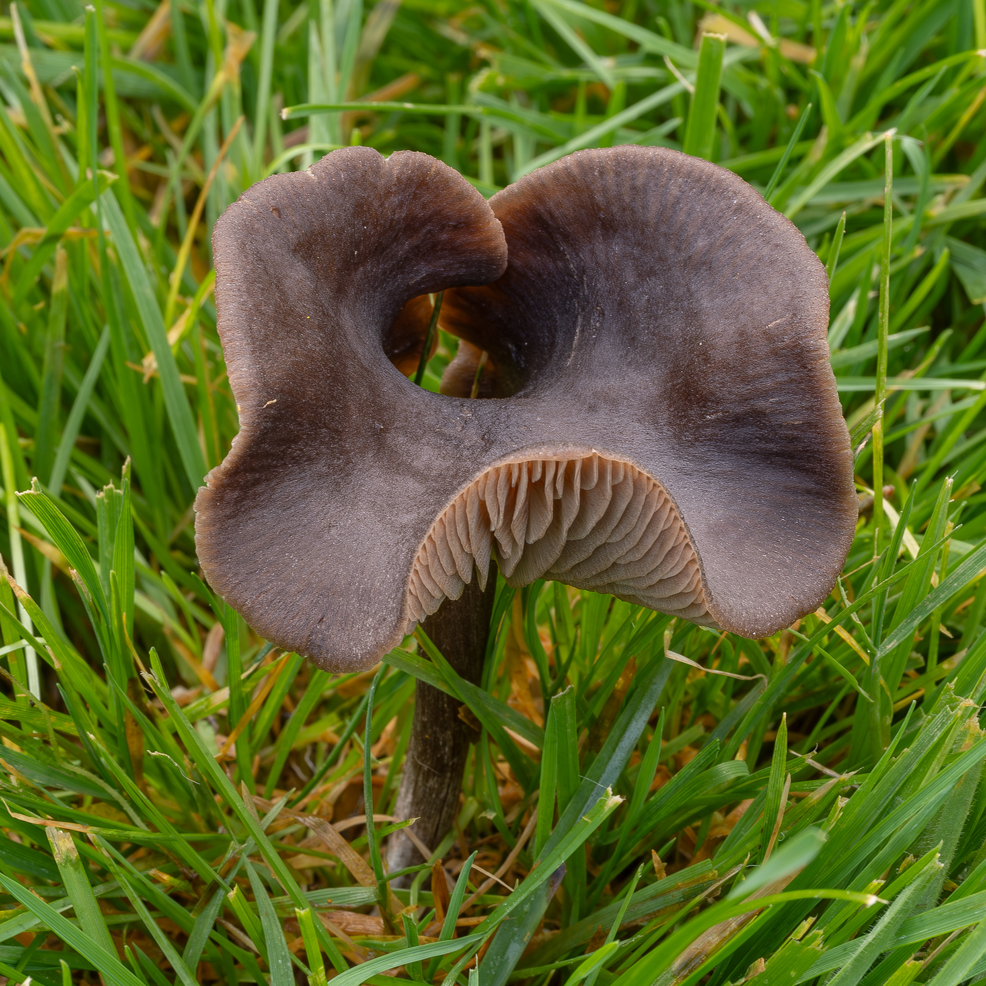Silky pinkgill (Entoloma sericeum), Kjargaard Road
