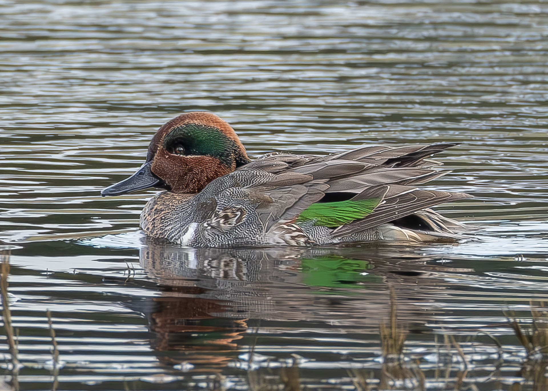Green-winged Teal, Weeks Wetland Preserve
