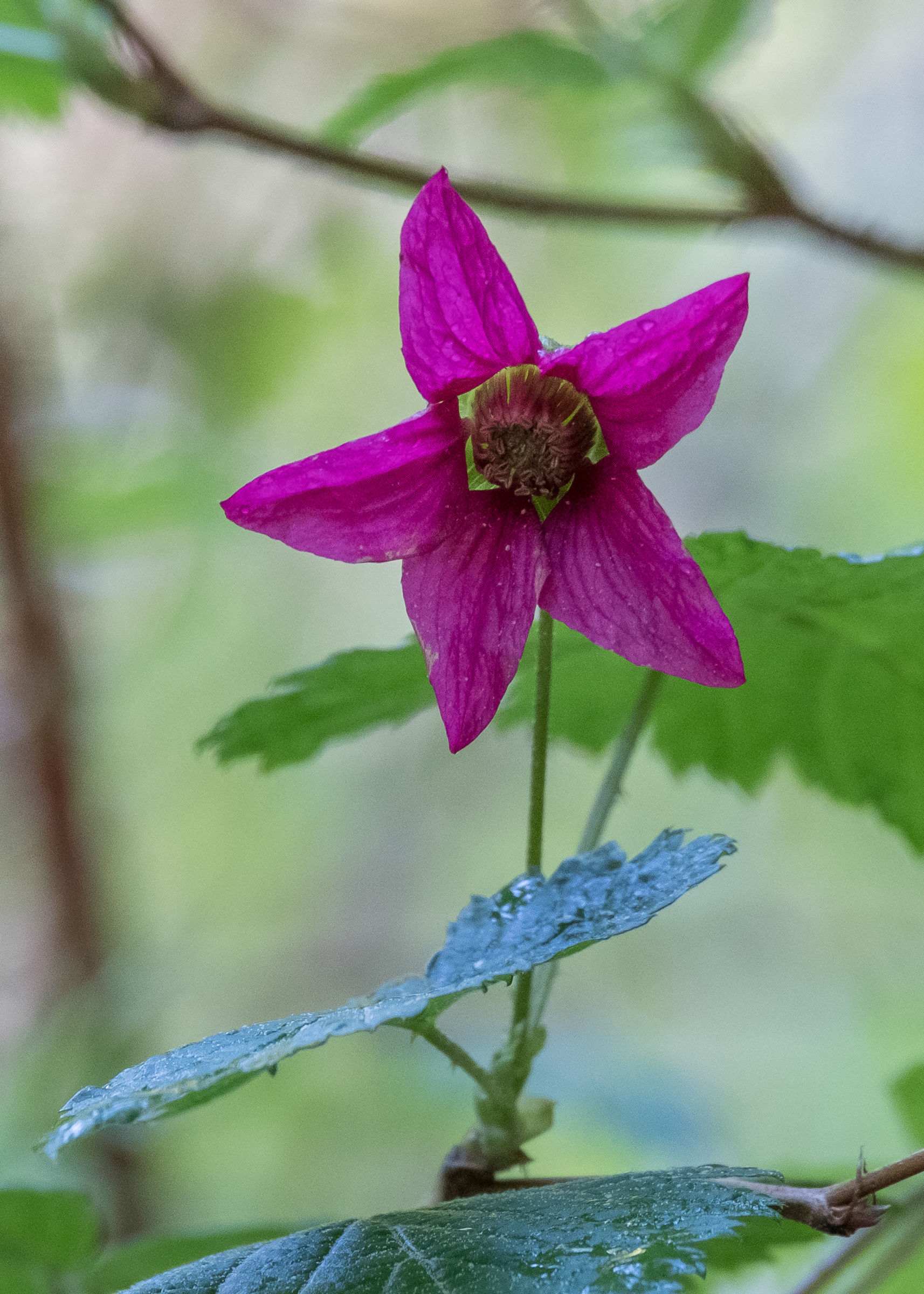 Salmonberry (Rubus spectabilis), Iceberg Point