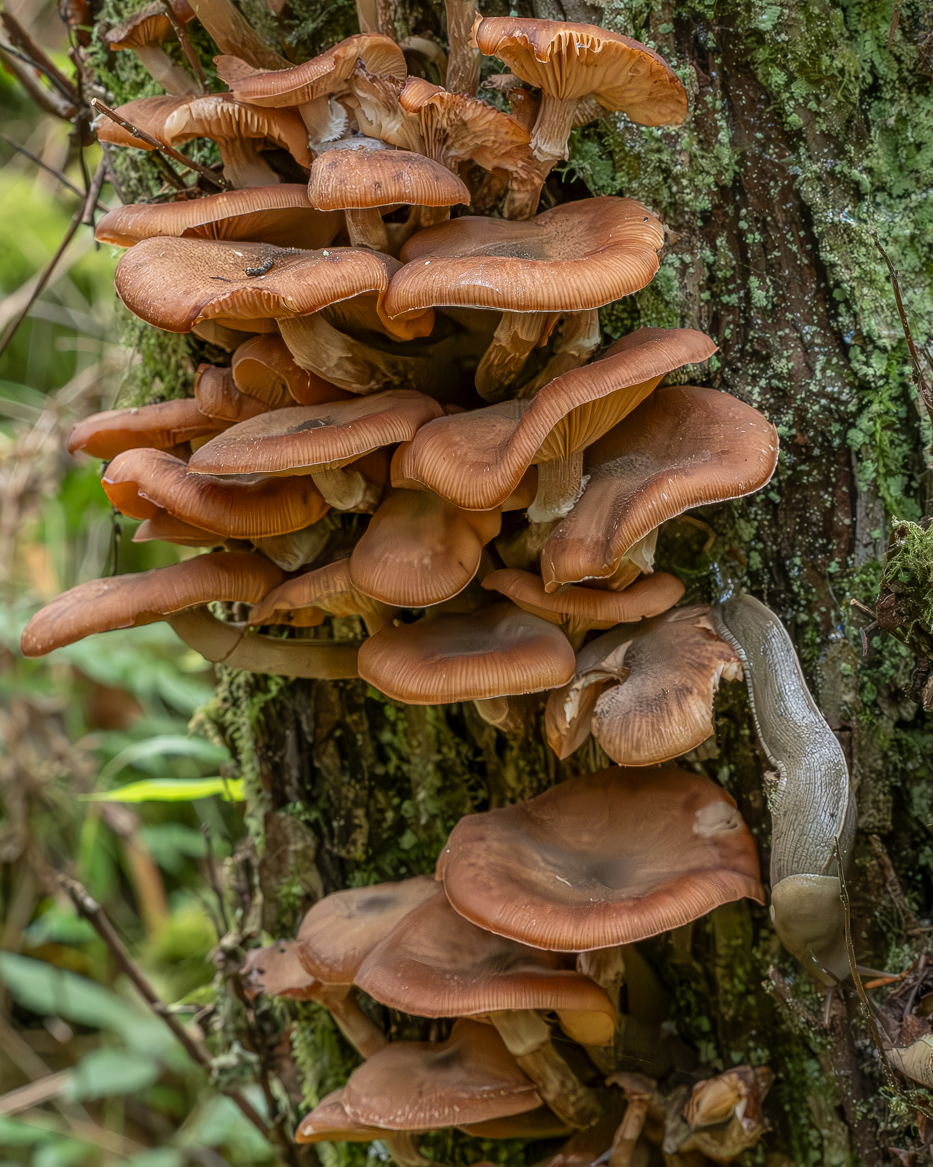 Dark Honey mushroom (Armillaria ostoye), Shark Reef