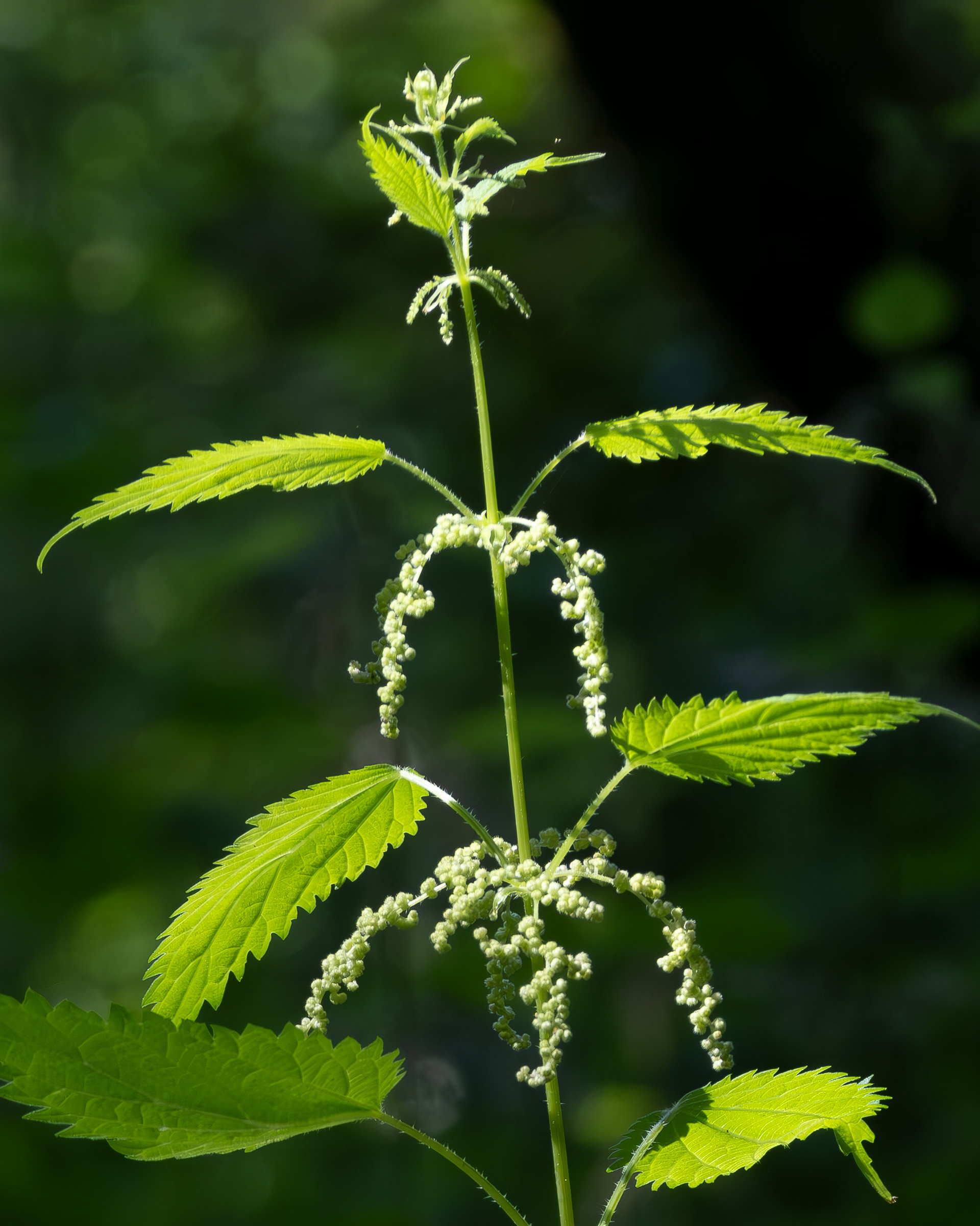 Stinging Nettles (Urtica silica, Hummel Lake Preserve