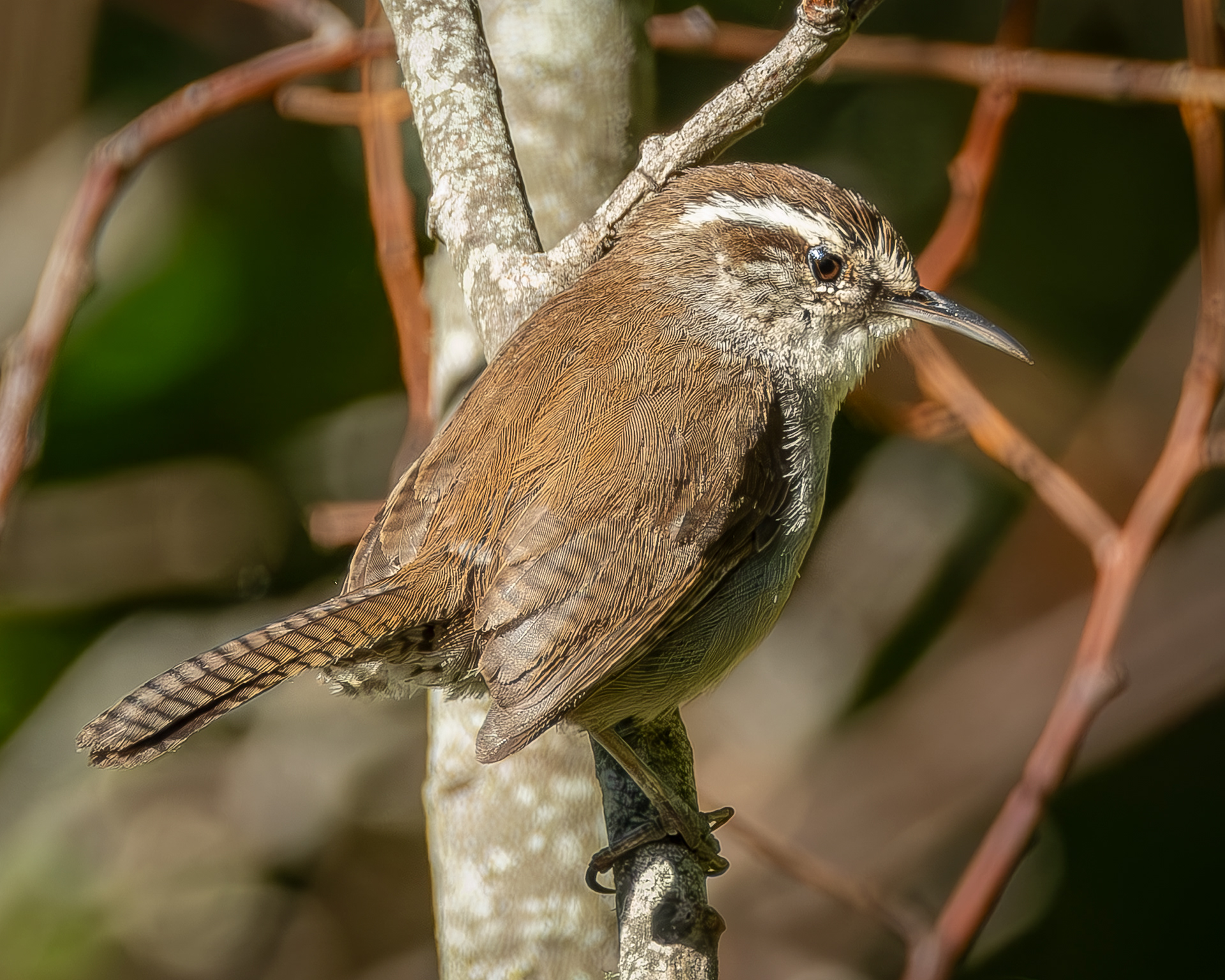 Bewick's Wren, Richardson Marsh