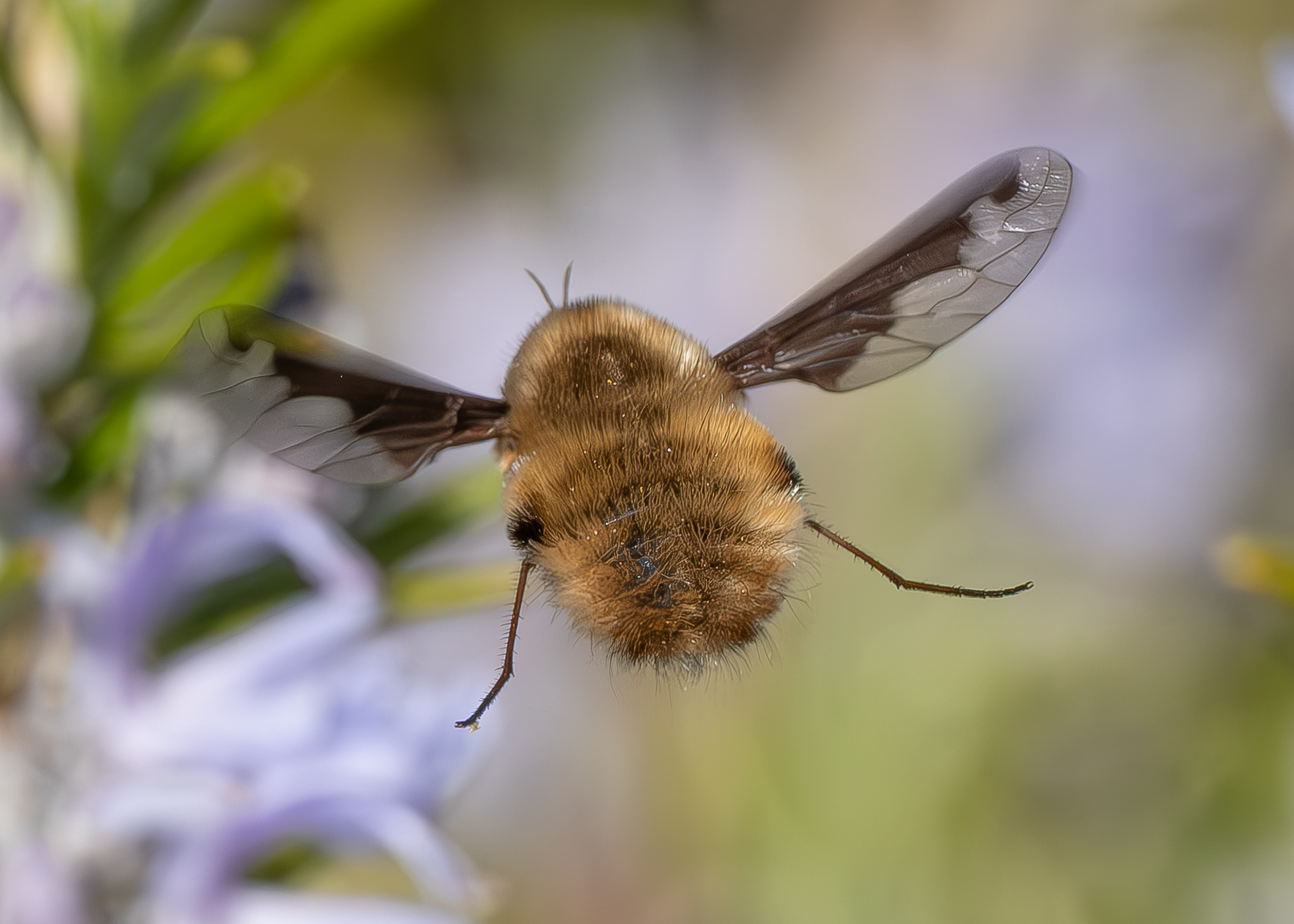 Greater Bee Fly (Bombylius major), Kjargaard Road
