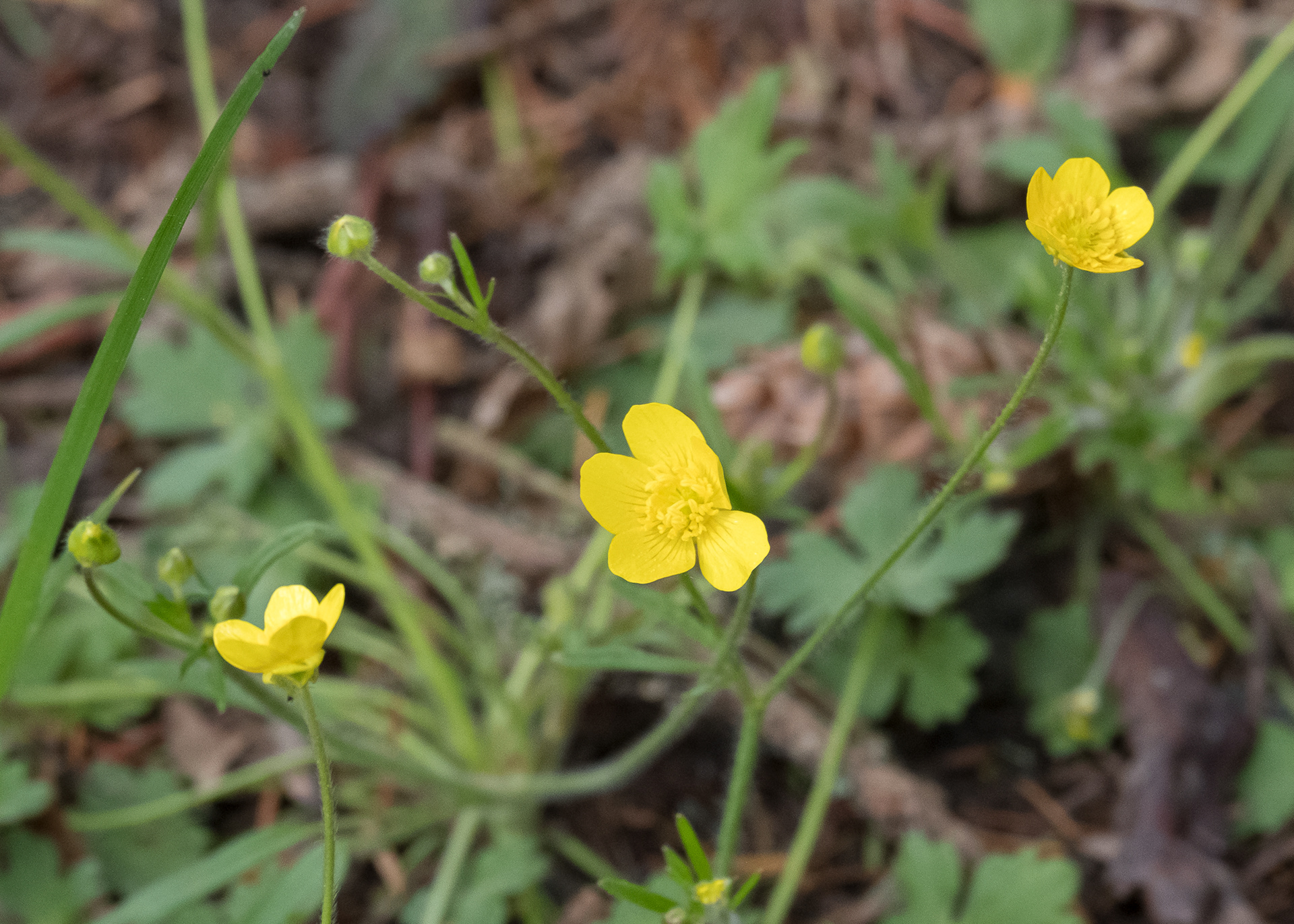 Creeping buttercup (Ranunculus repens), Richardson - Non-native