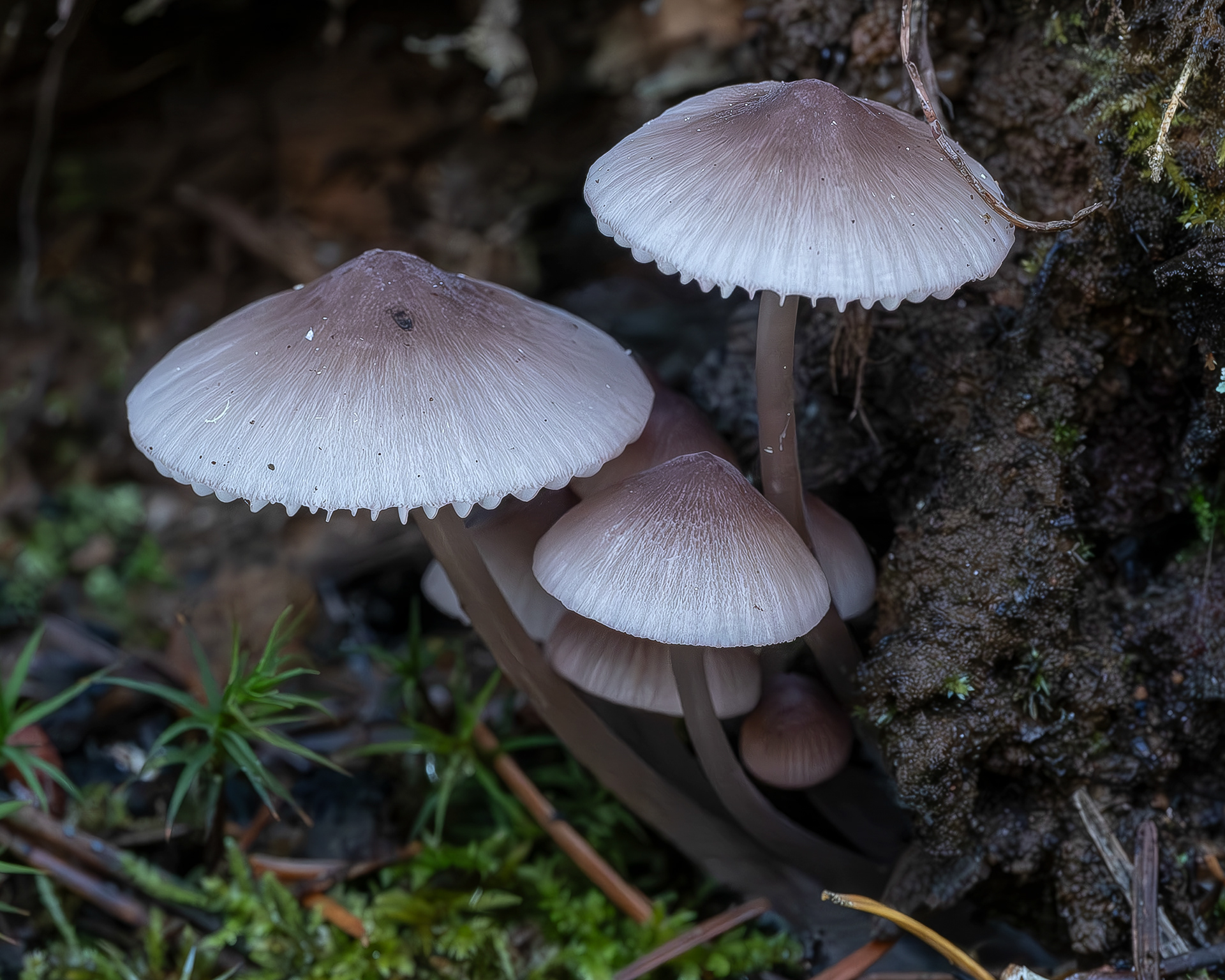 Lilac bonnet (Mycena pura)?, Lopez Hill