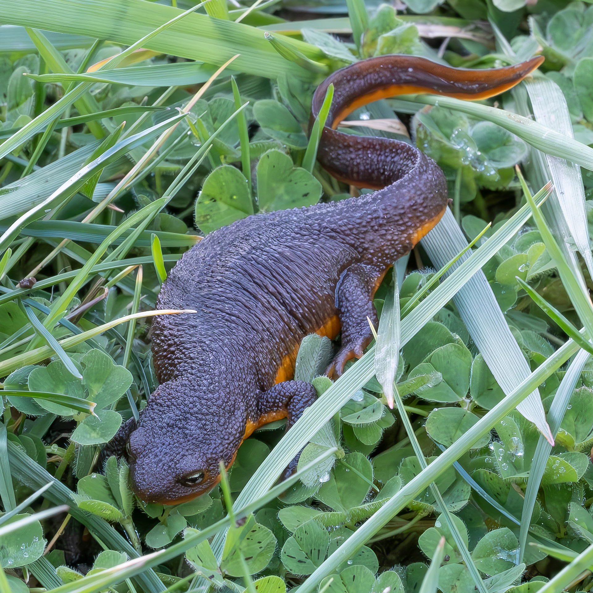 Rough-skinned Newt, Kjargaard Road