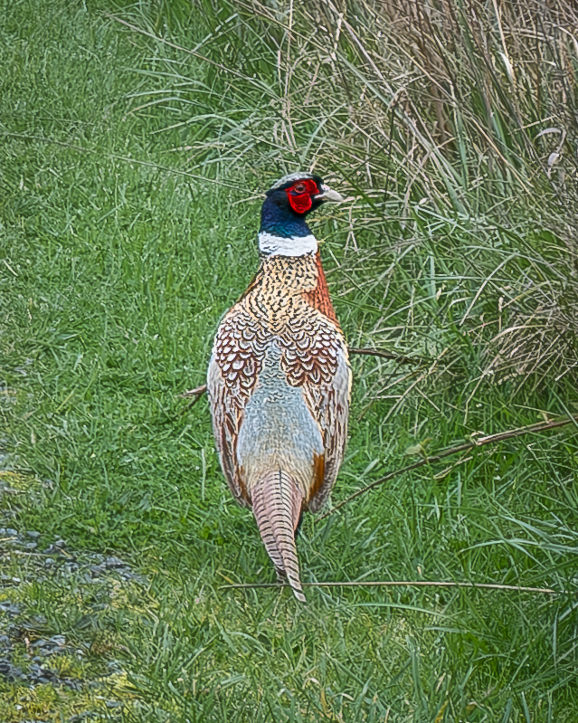 Ring-necked Pheasant, Kjargaard Road