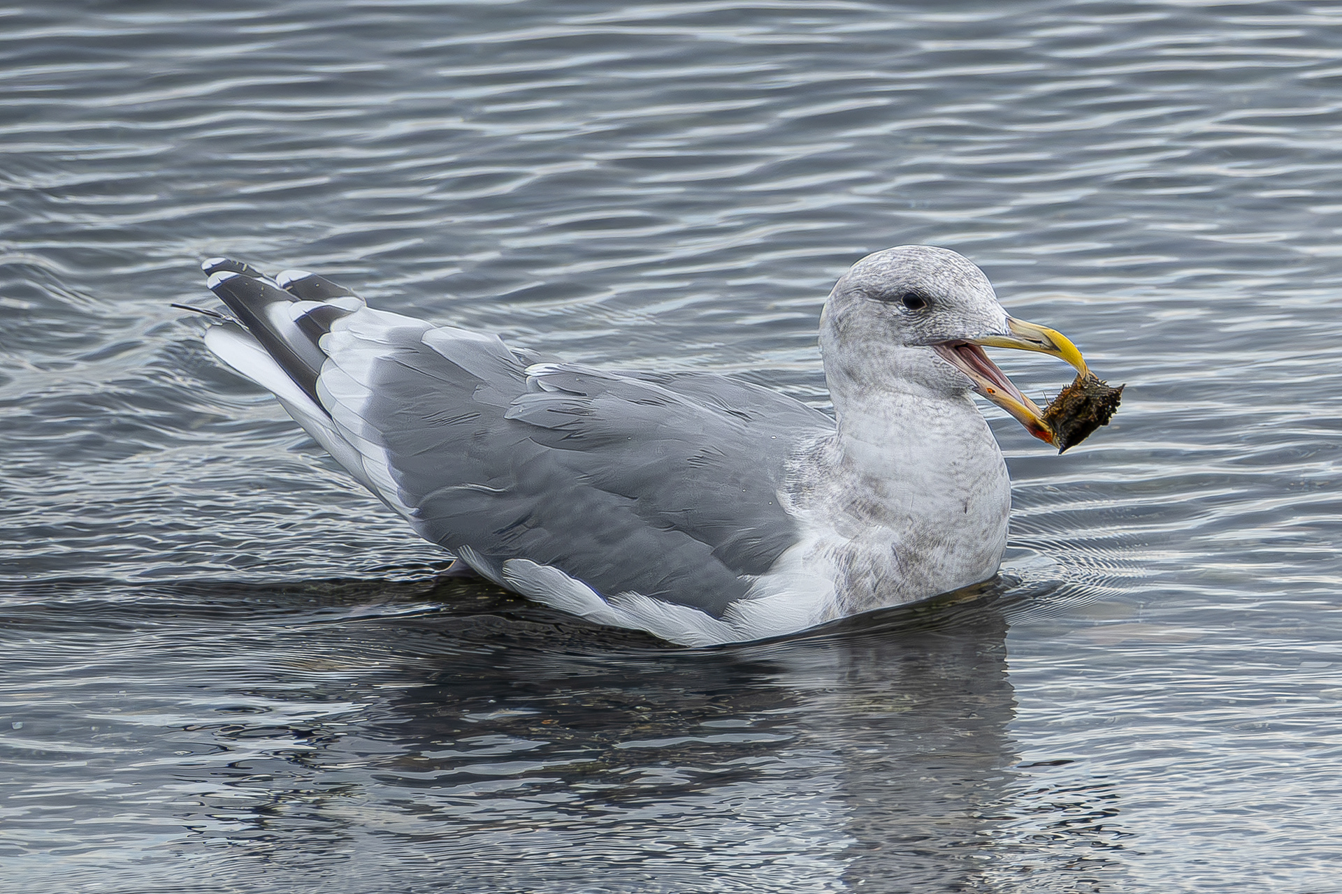 Glaucous-winged Gull, Fisherman Spit