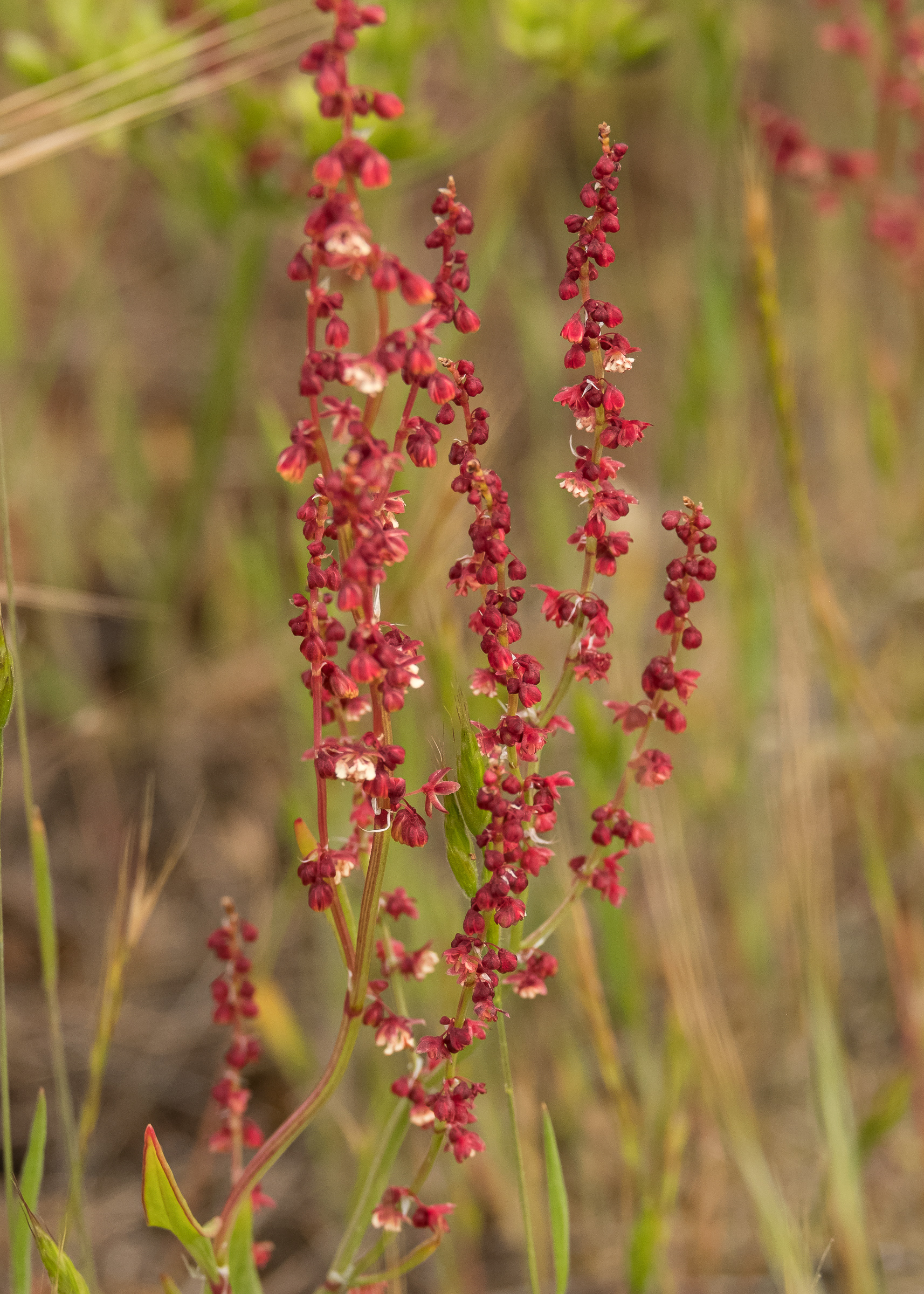 Sheep sorrel (Rumex acetosella), Iceberg Point