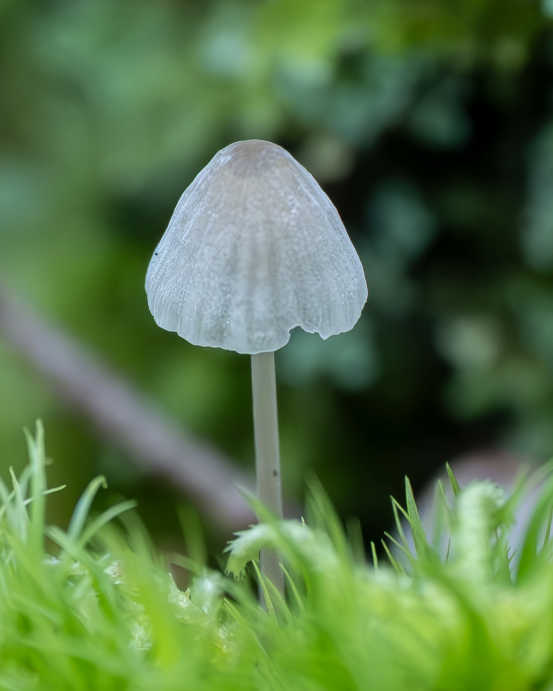 Dripping bonnet (Mycena roridus), Lopez Hill