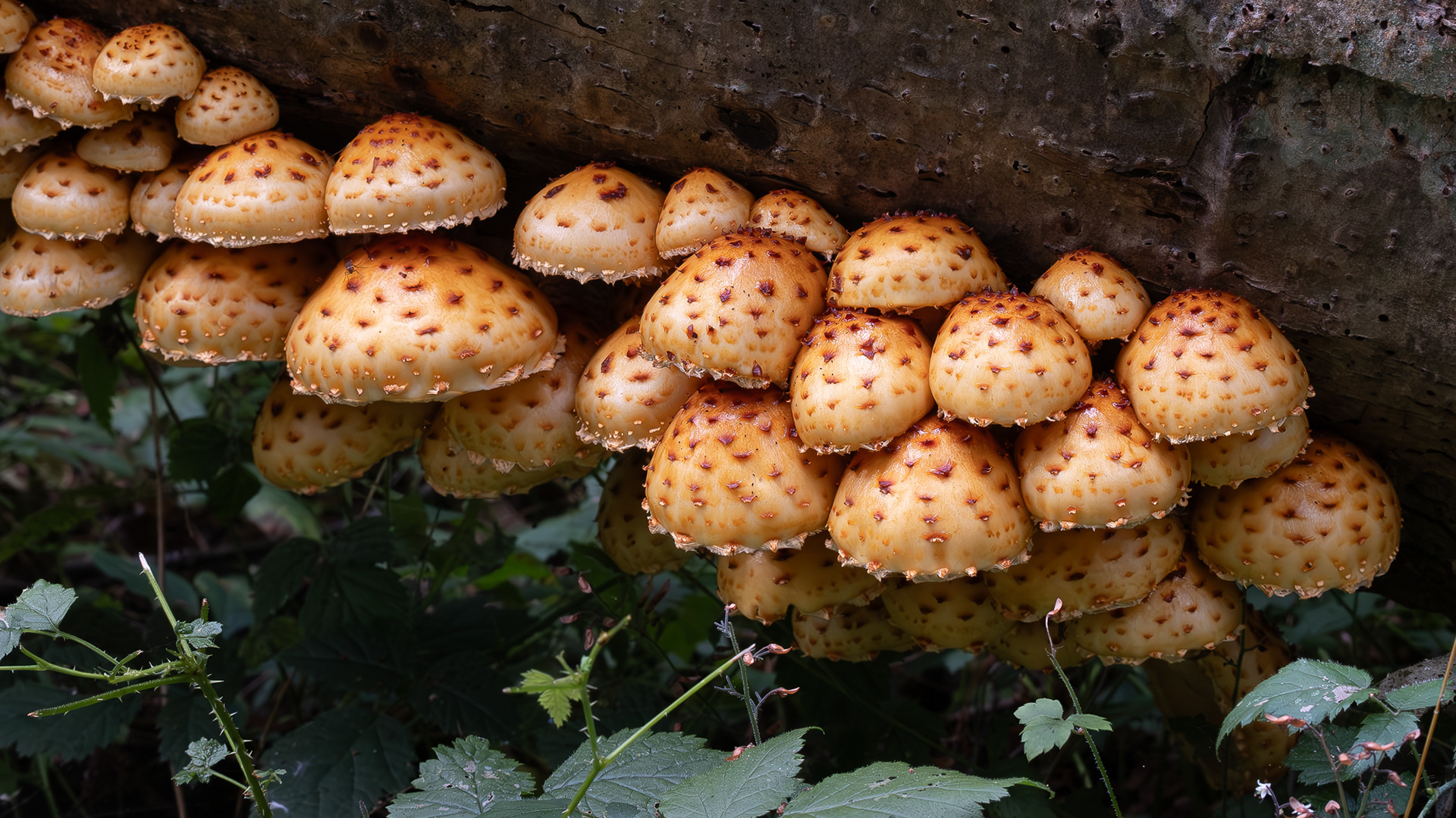 Golden Scalycaps (Pholiota aurivella), Lopez Hill
