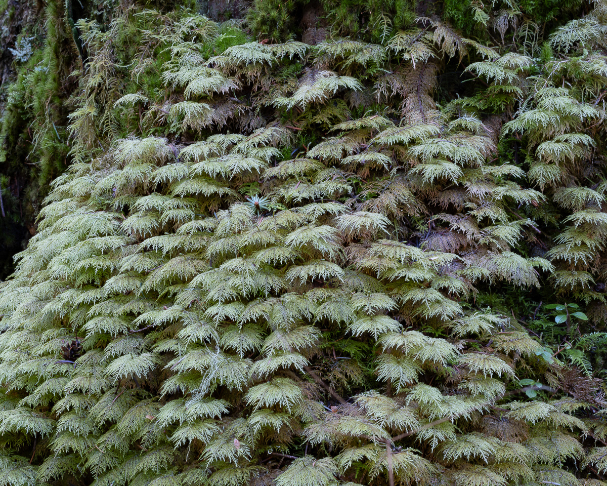 Stairstep Moss (Hylocomium splendens), Point Colville