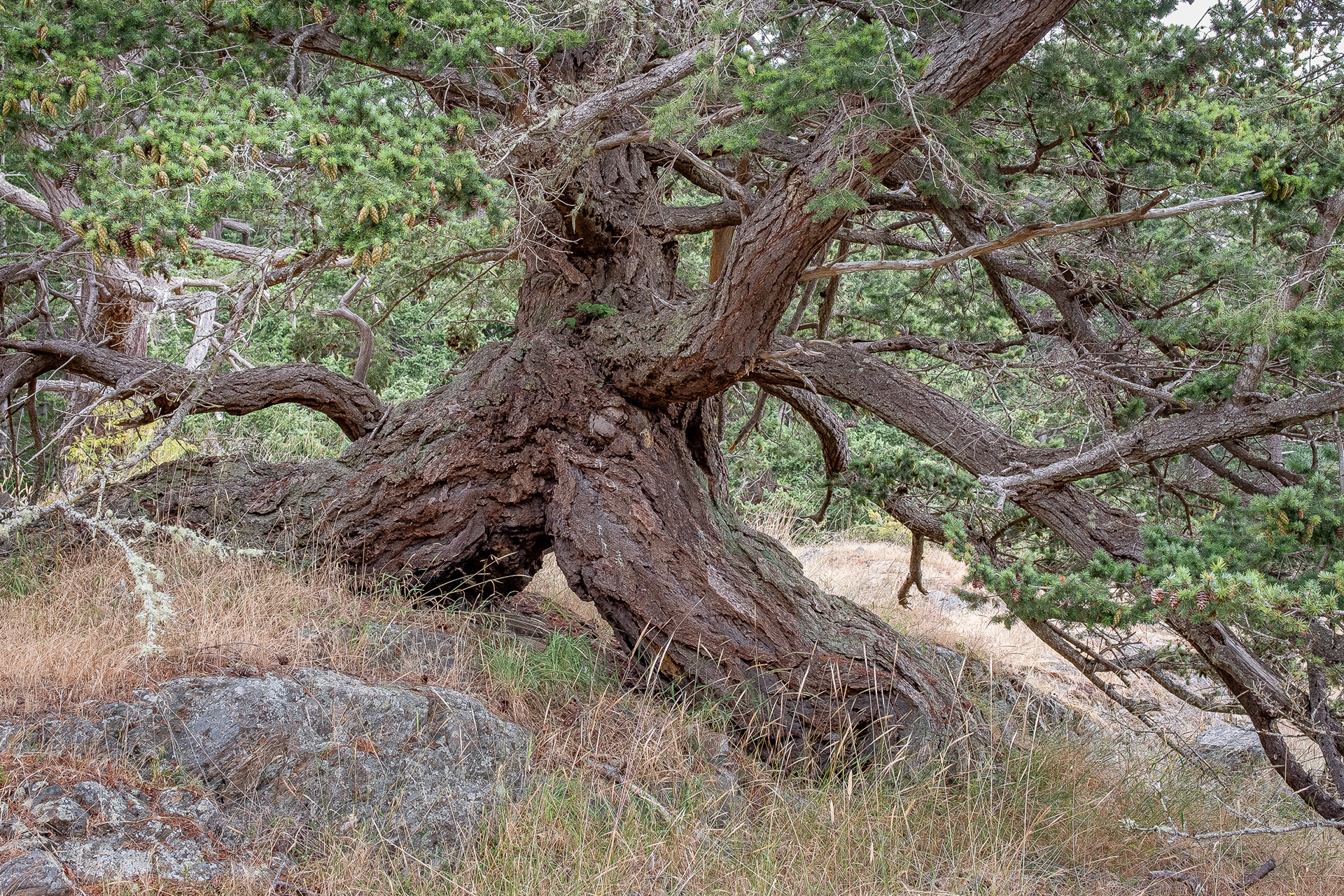 Douglas Fir, Point Colville