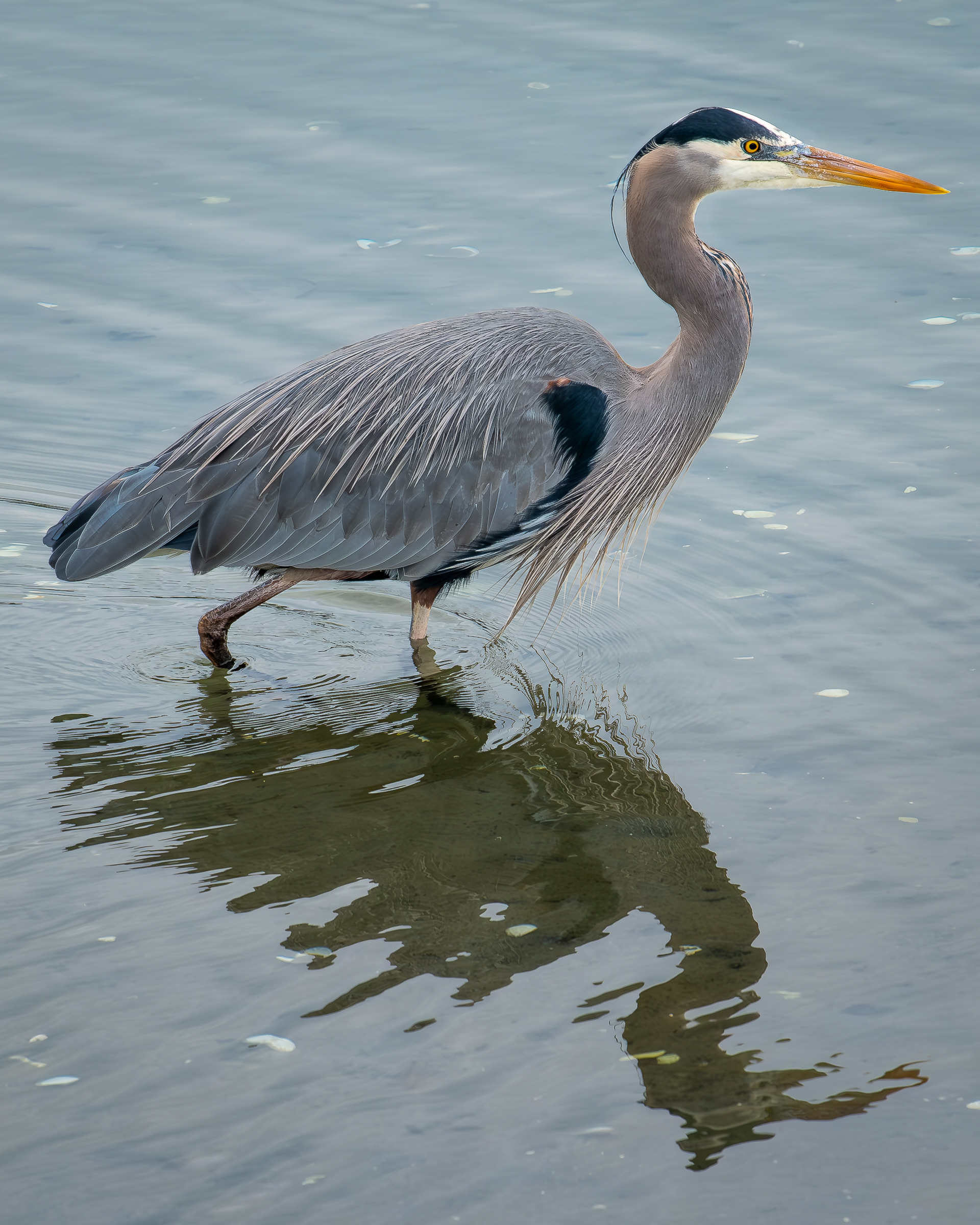 Great Blue Heron, Fisherman Bay